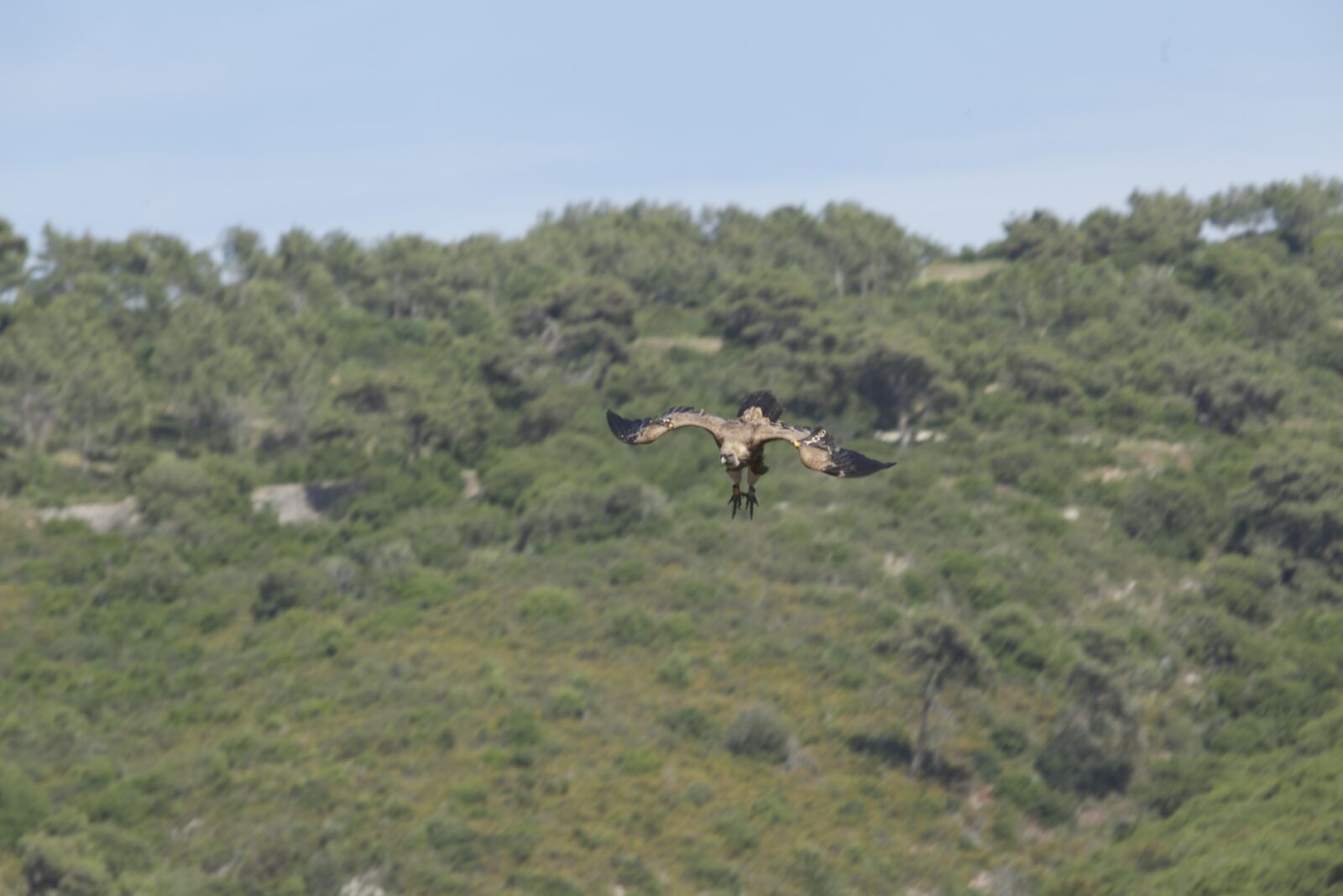 Canon EF 70-200mm F2.8L USM sample photo. Wings, fly, israel photography