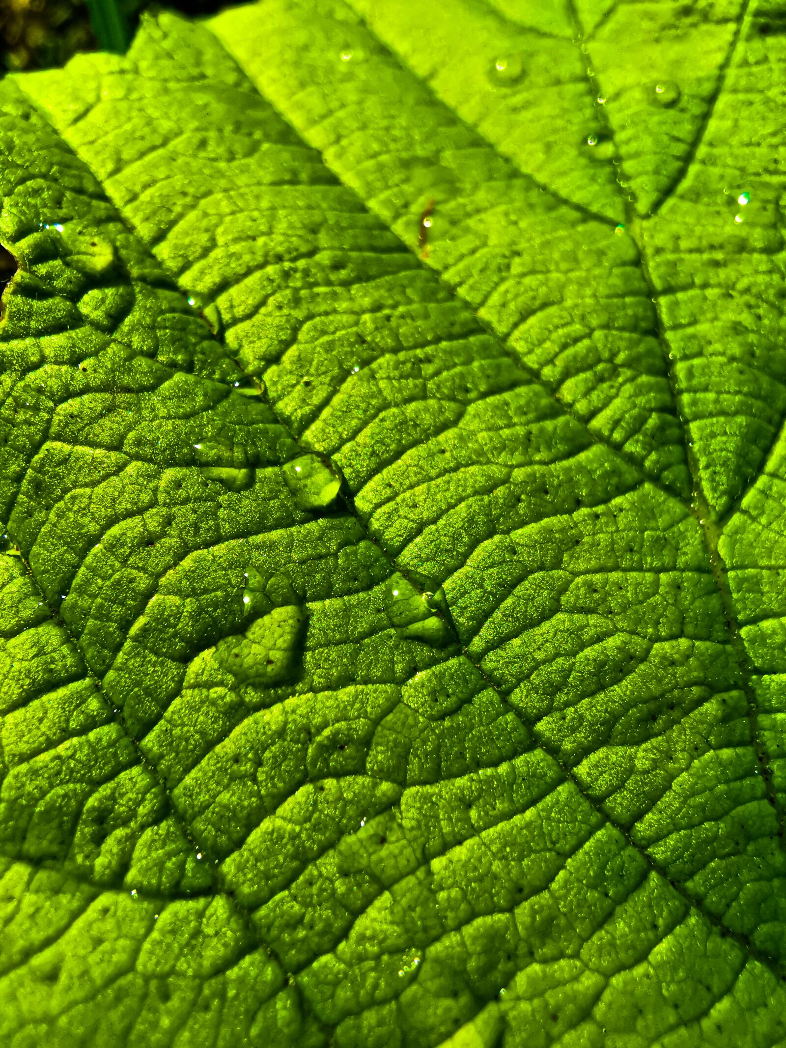 HUAWEI P30 + HUAWEI P30 Rear Wide Camera sample photo. Nature, leaf, green photography