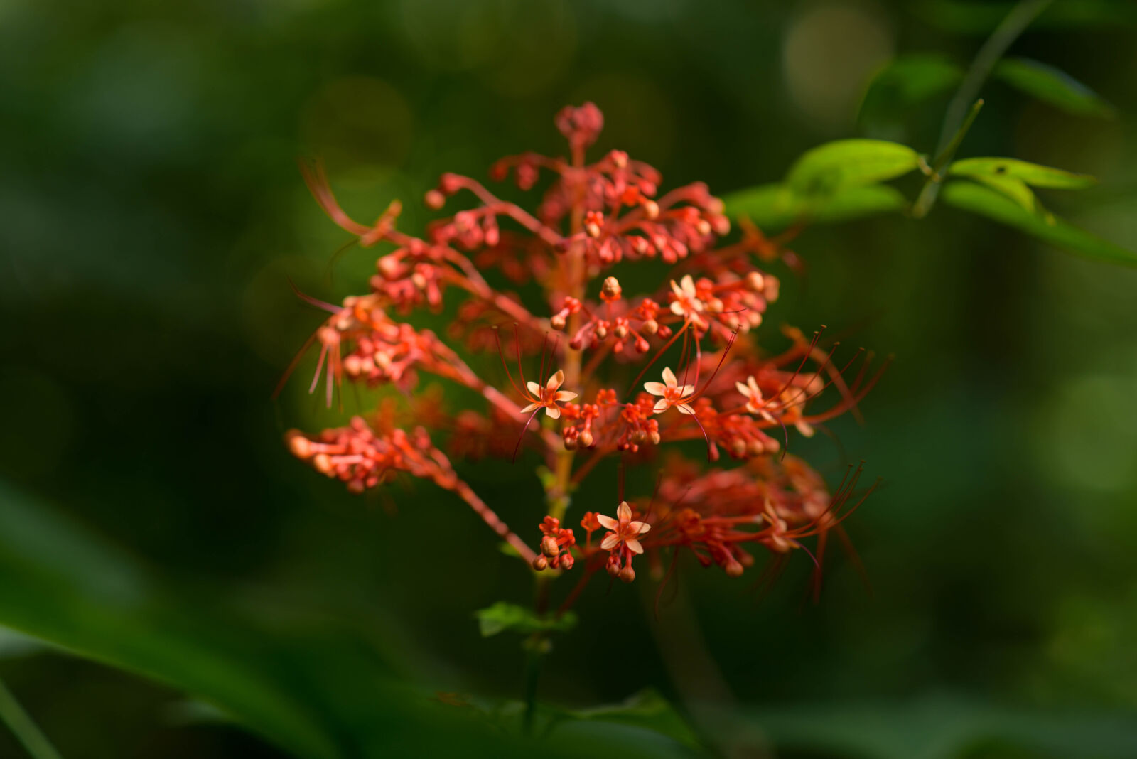 Nikon D750 sample photo. Bunch, of, flowers, flowers photography