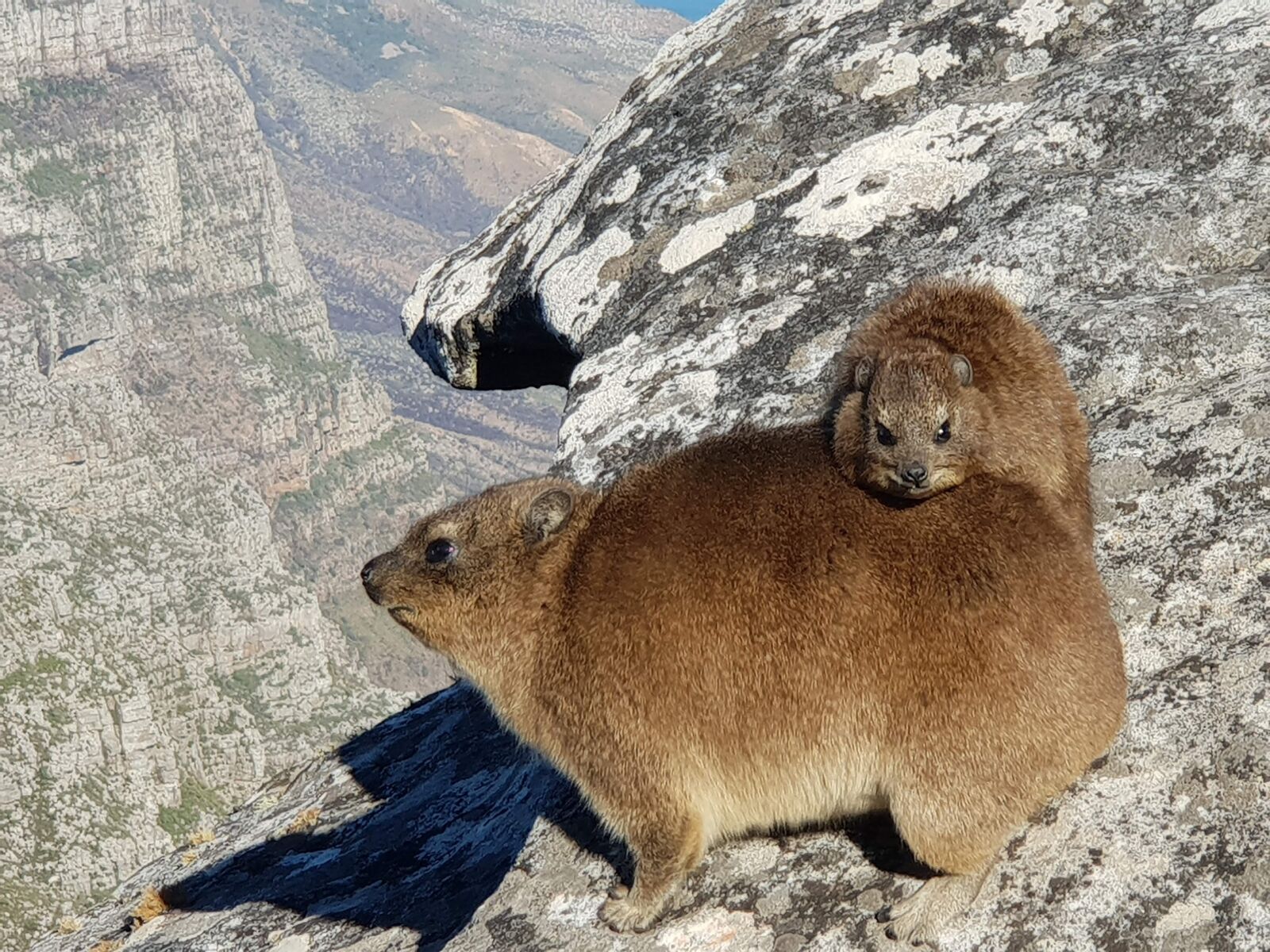 Samsung Galaxy S9+ sample photo. Dassie, hyrax, mountain photography