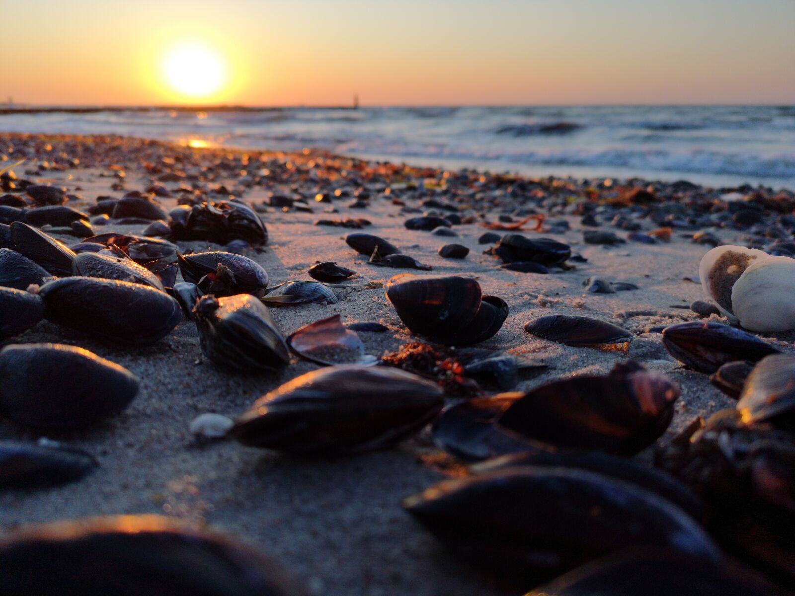 HUAWEI CLT-L09 sample photo. Beach, mussels, sunrise photography