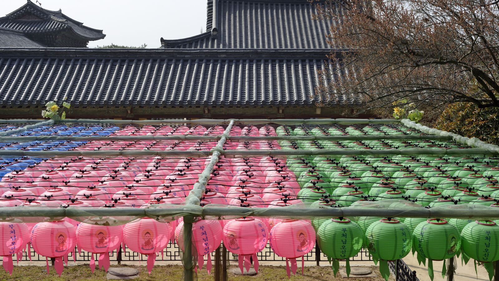 Nikon D610 sample photo. Bulguksa temple in gyeongju photography