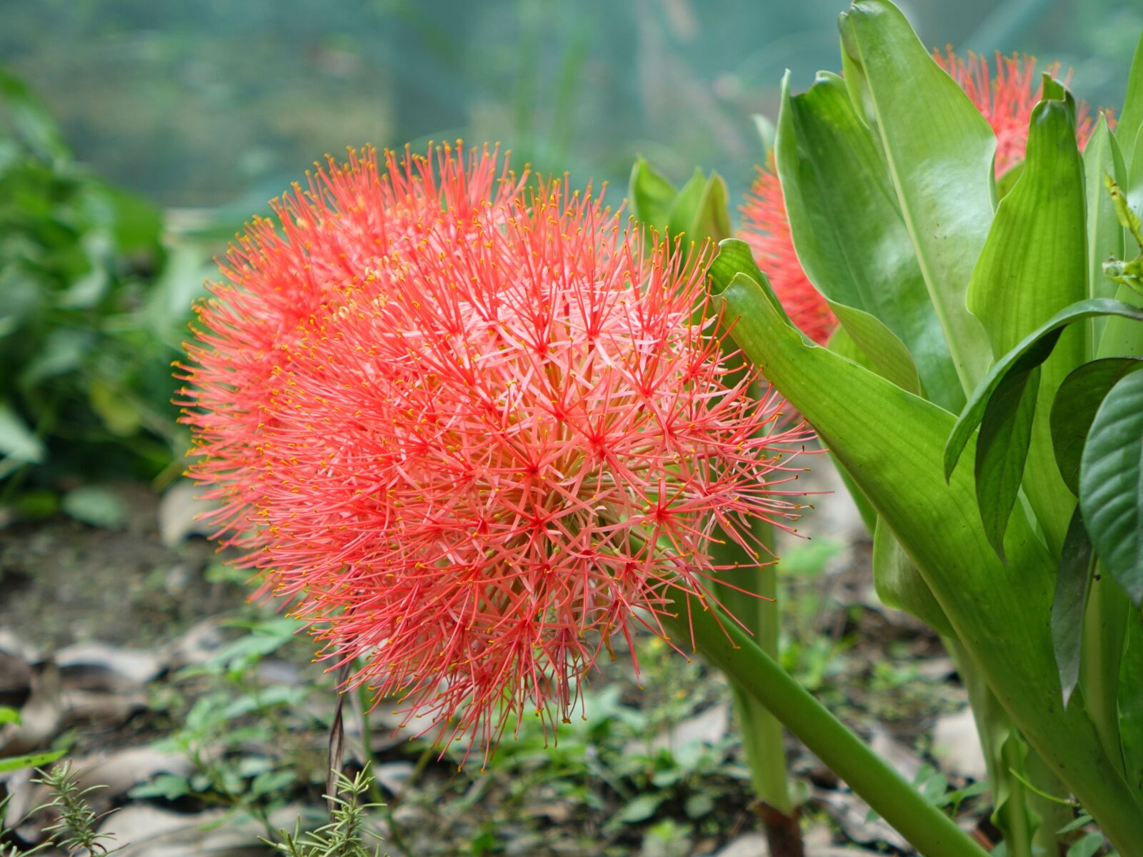 Sony Cyber-shot DSC-RX10 sample photo. Tennis spent, blood lily photography