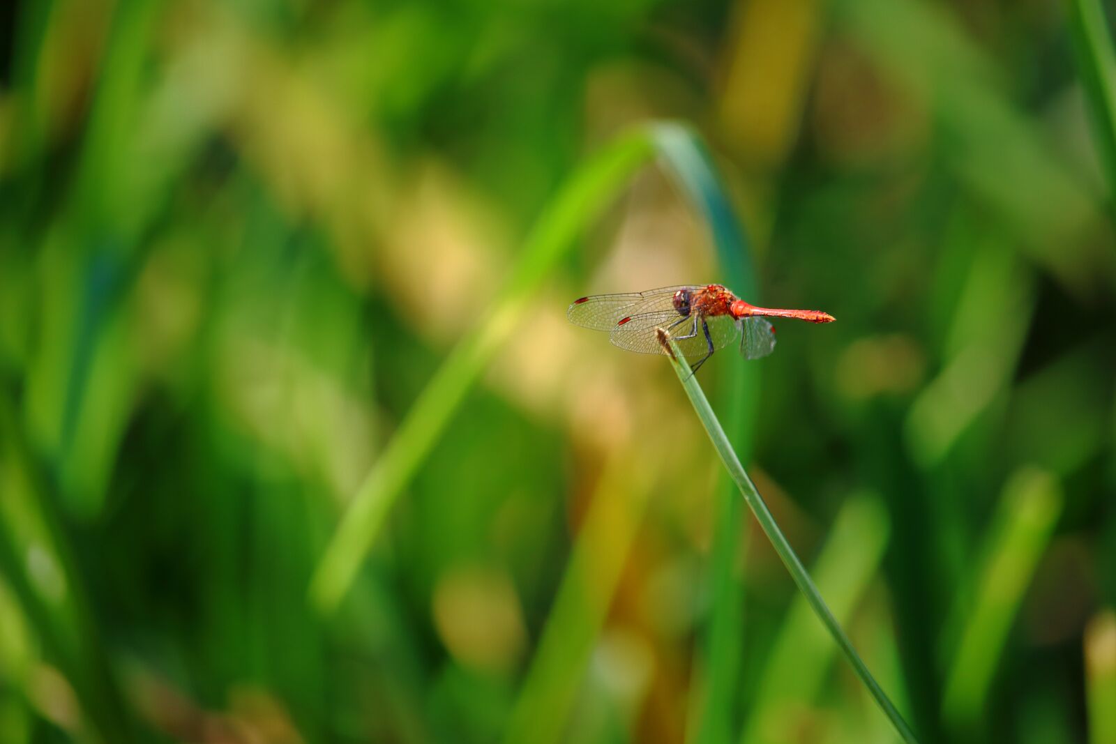 Canon EOS 100D (EOS Rebel SL1 / EOS Kiss X7) sample photo. Red dragonfly, dragonfly, grass photography