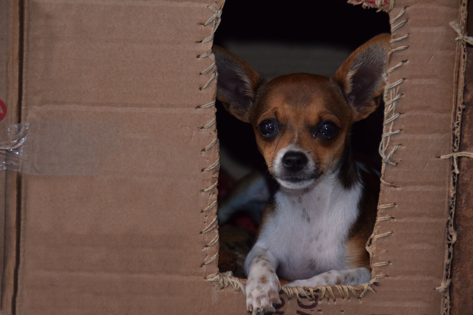 Nikon D5300 sample photo. Dog, animal, home photography