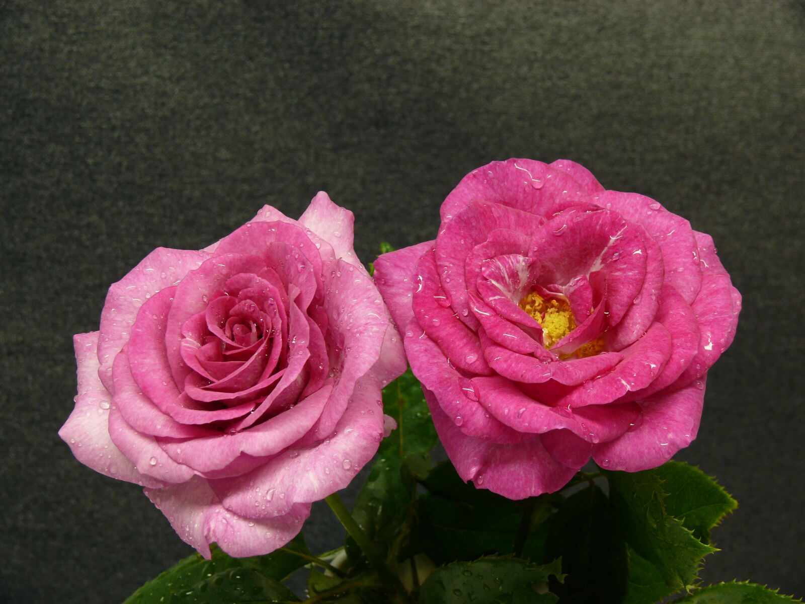 Panasonic DMC-FZ50 sample photo. Rose, perfume, deligh photography