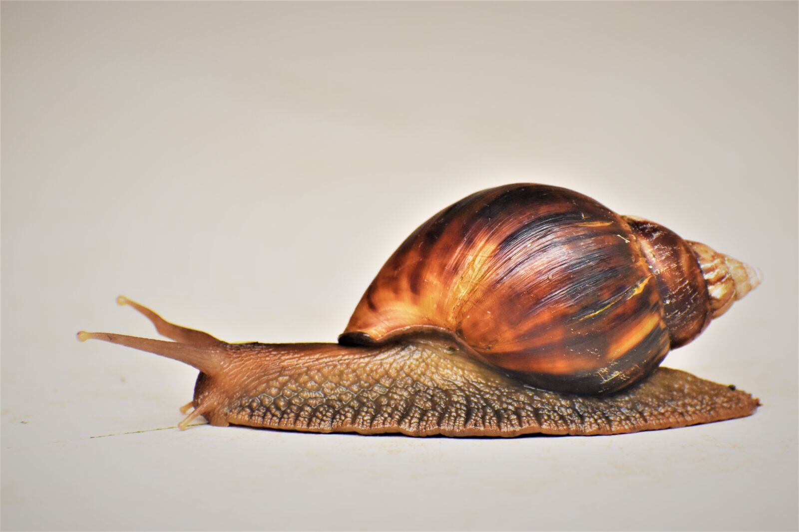 Nikon D5600 sample photo. Snail, insect, animals photography