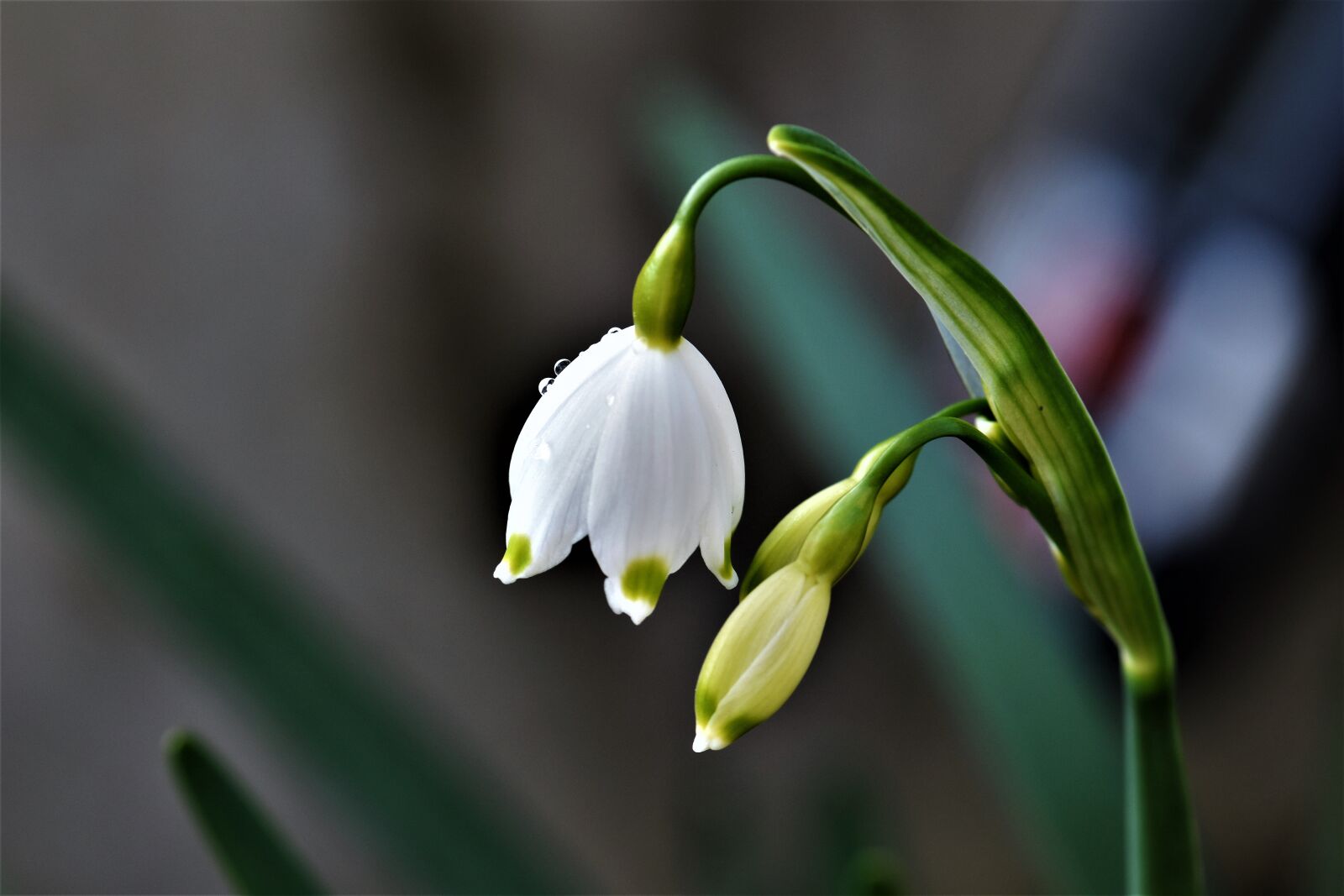 Nikon D5500 sample photo. Lily of the valley photography