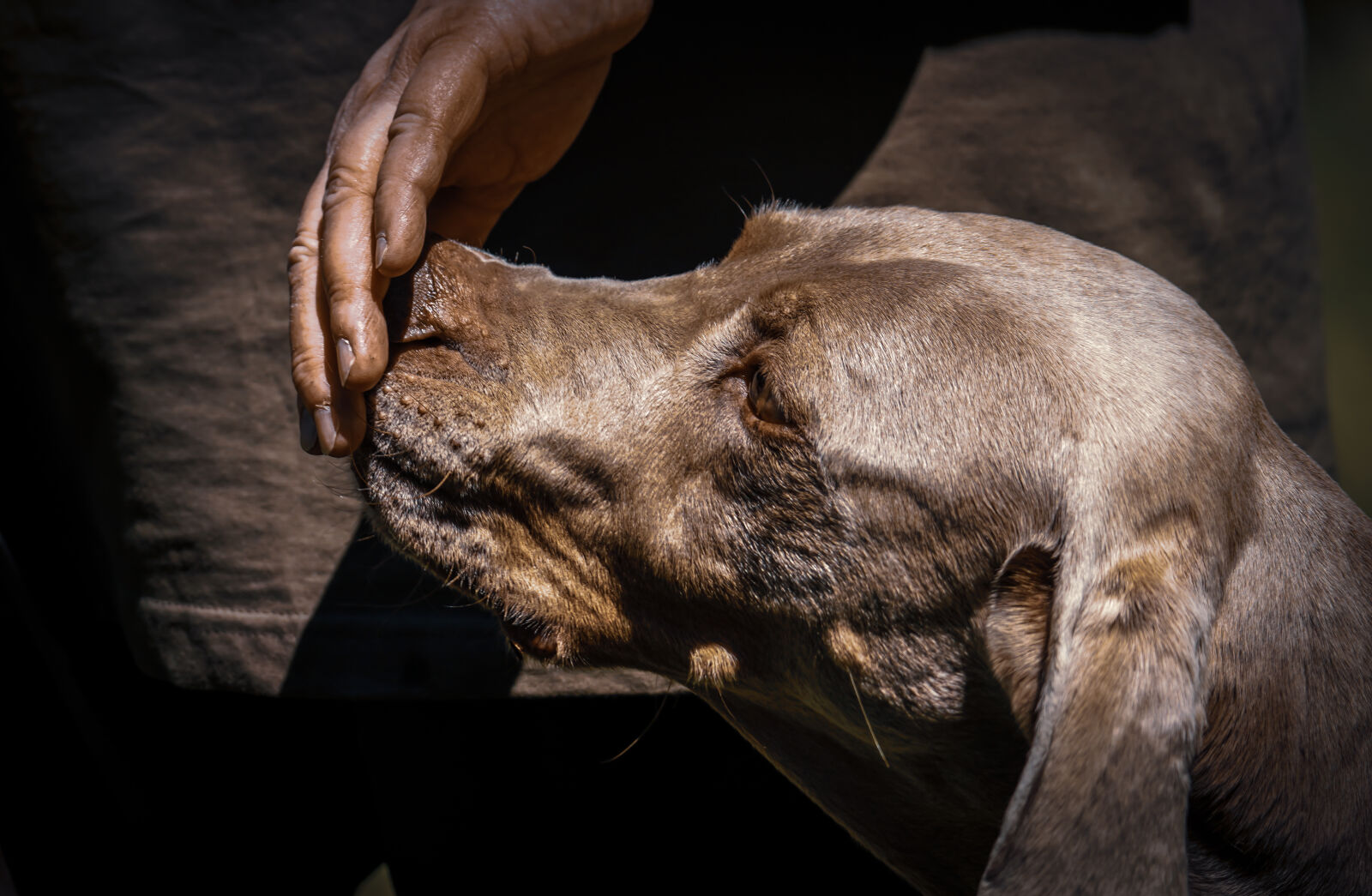 Tamron 150-500mm F5-6.7 Di III VC VXD sample photo. Dog portrait photography