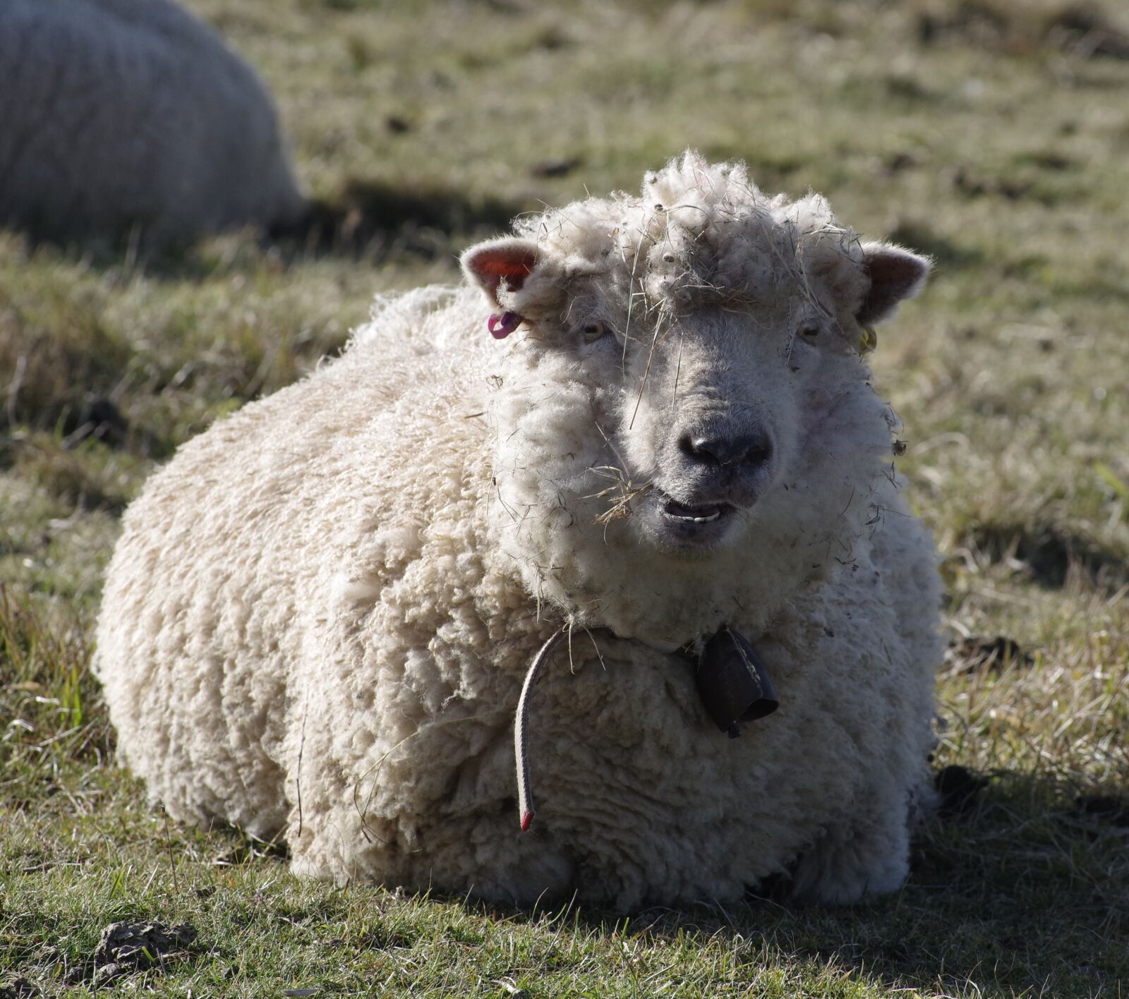 Pentax K-S1 sample photo. Sheep, merino, livestock photography