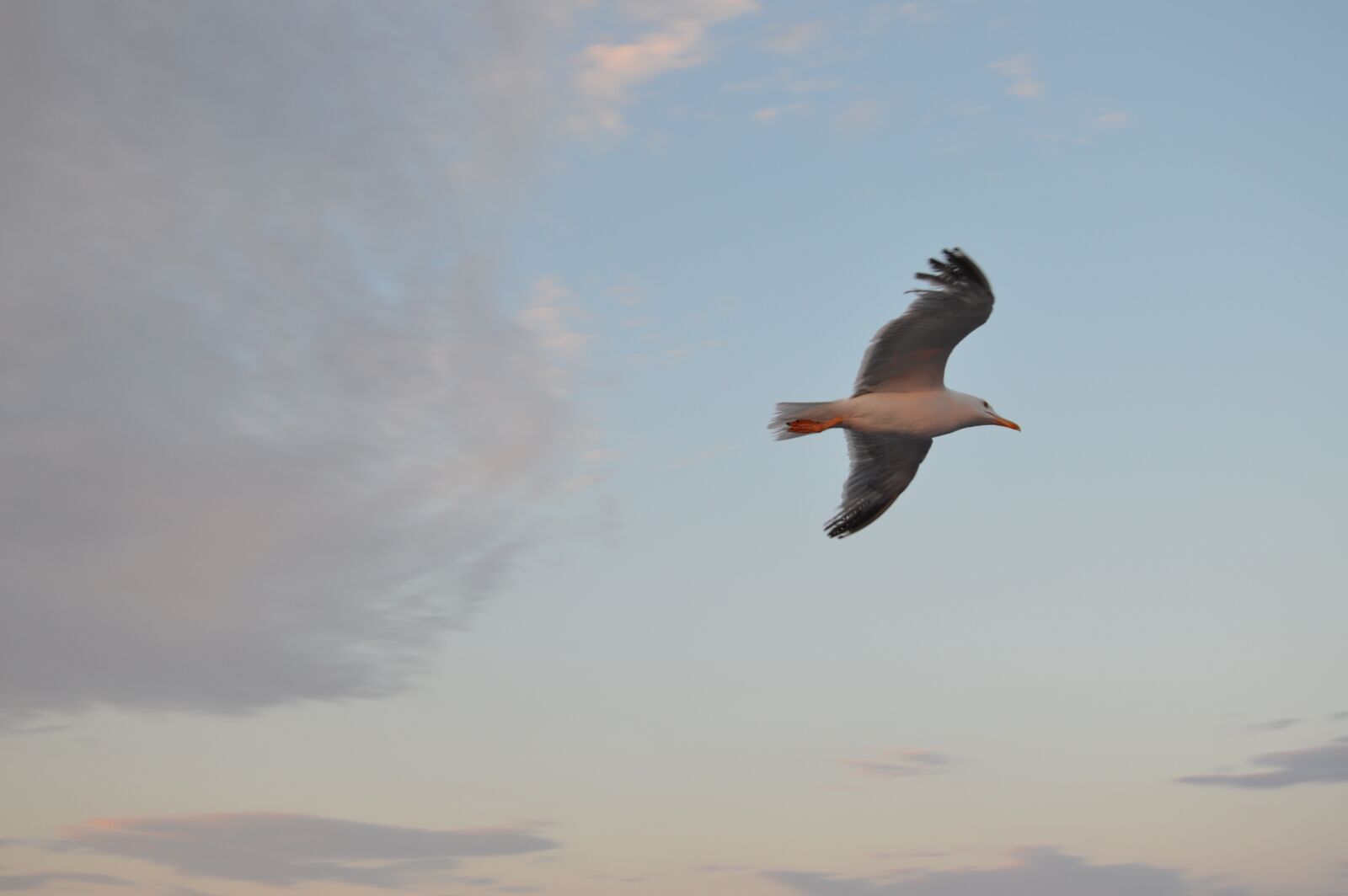 Nikon D3200 sample photo. Freedom, sky, birds photography