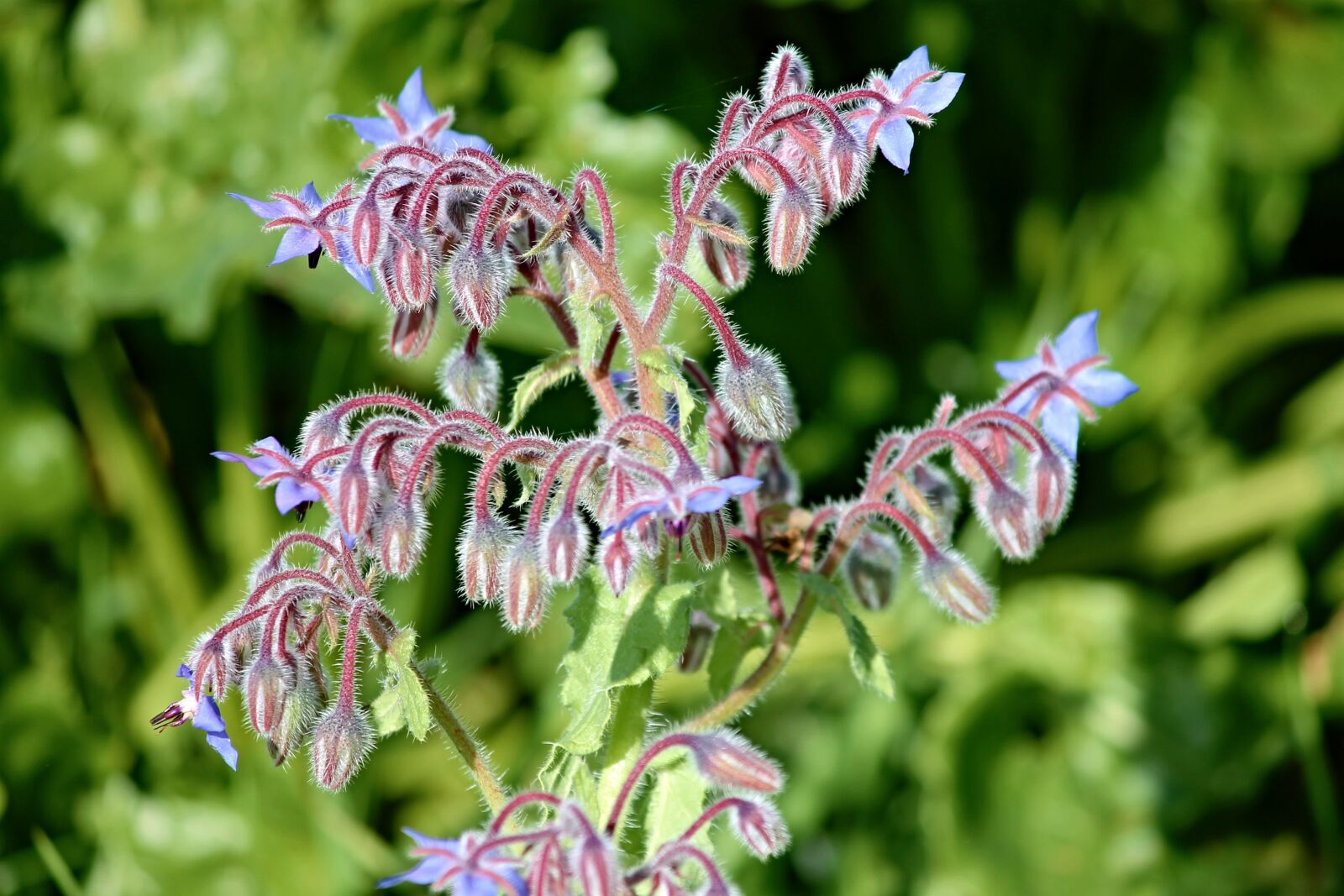 Canon EOS 1100D (EOS Rebel T3 / EOS Kiss X50) sample photo. Borage, borago officinalis, kukumerkraut photography