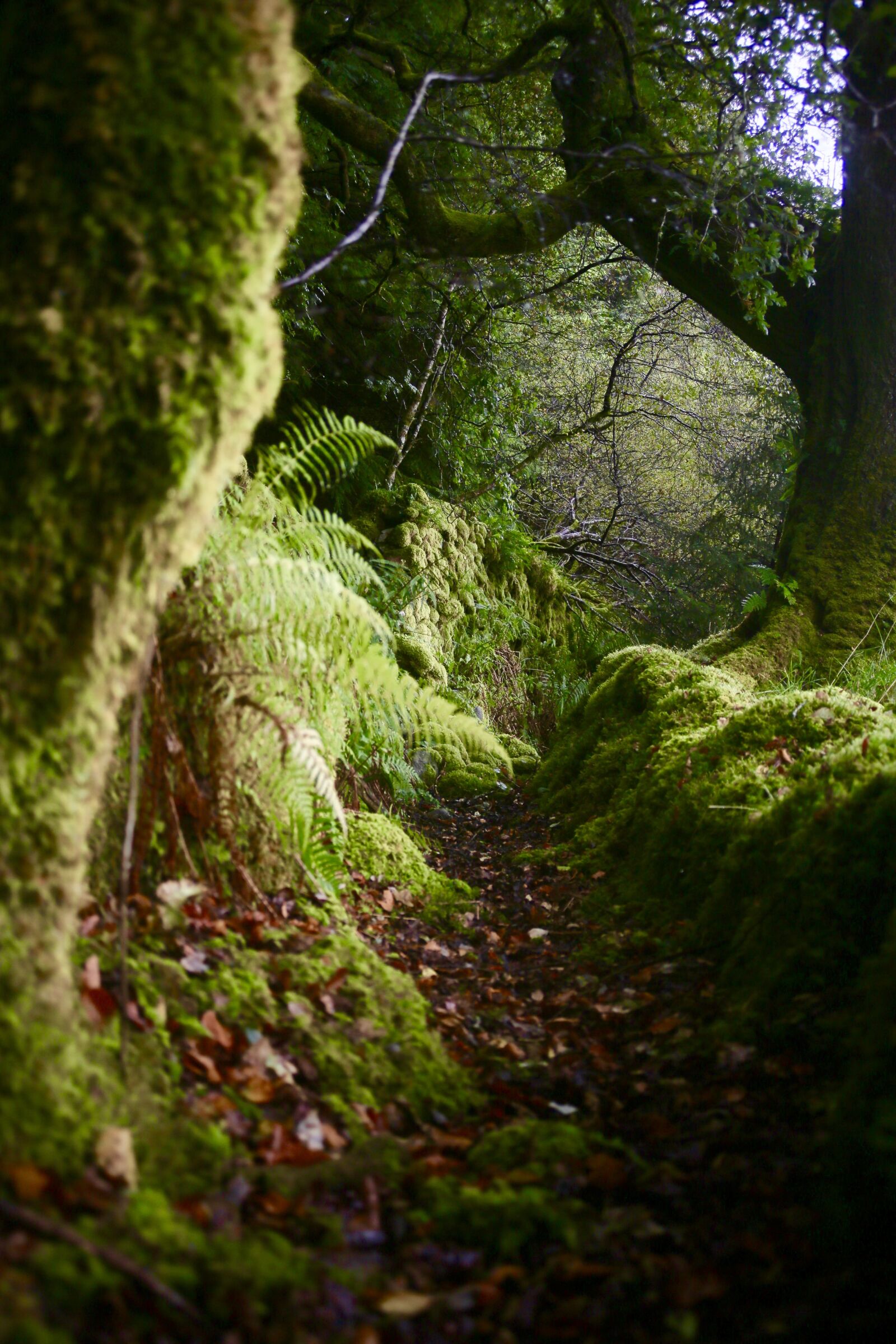 Canon EF 35-105mm f/3.5-4.5 sample photo. Scotland, moss, moody photography