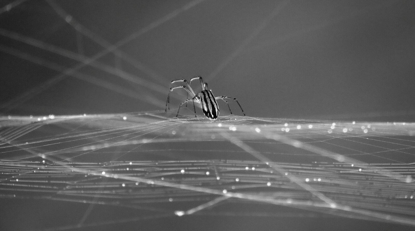 Canon PowerShot SX50 HS sample photo. Black and white, insect photography