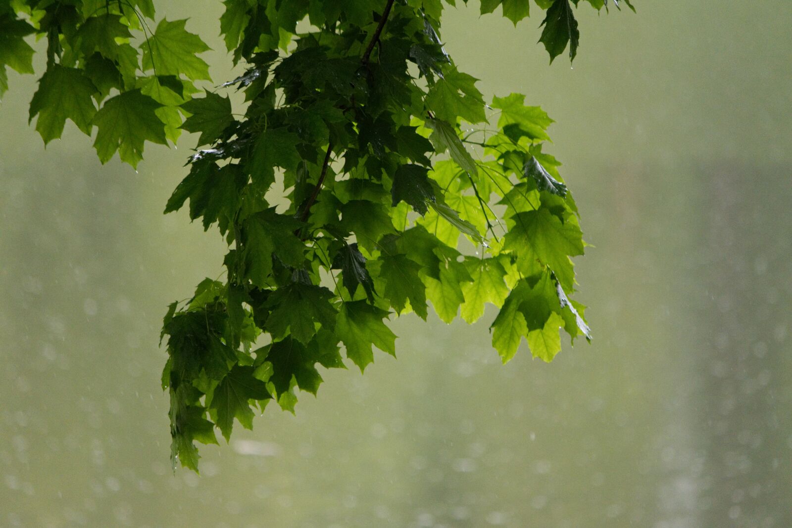 Nikon D5600 sample photo. Maple leaves, rainy day photography