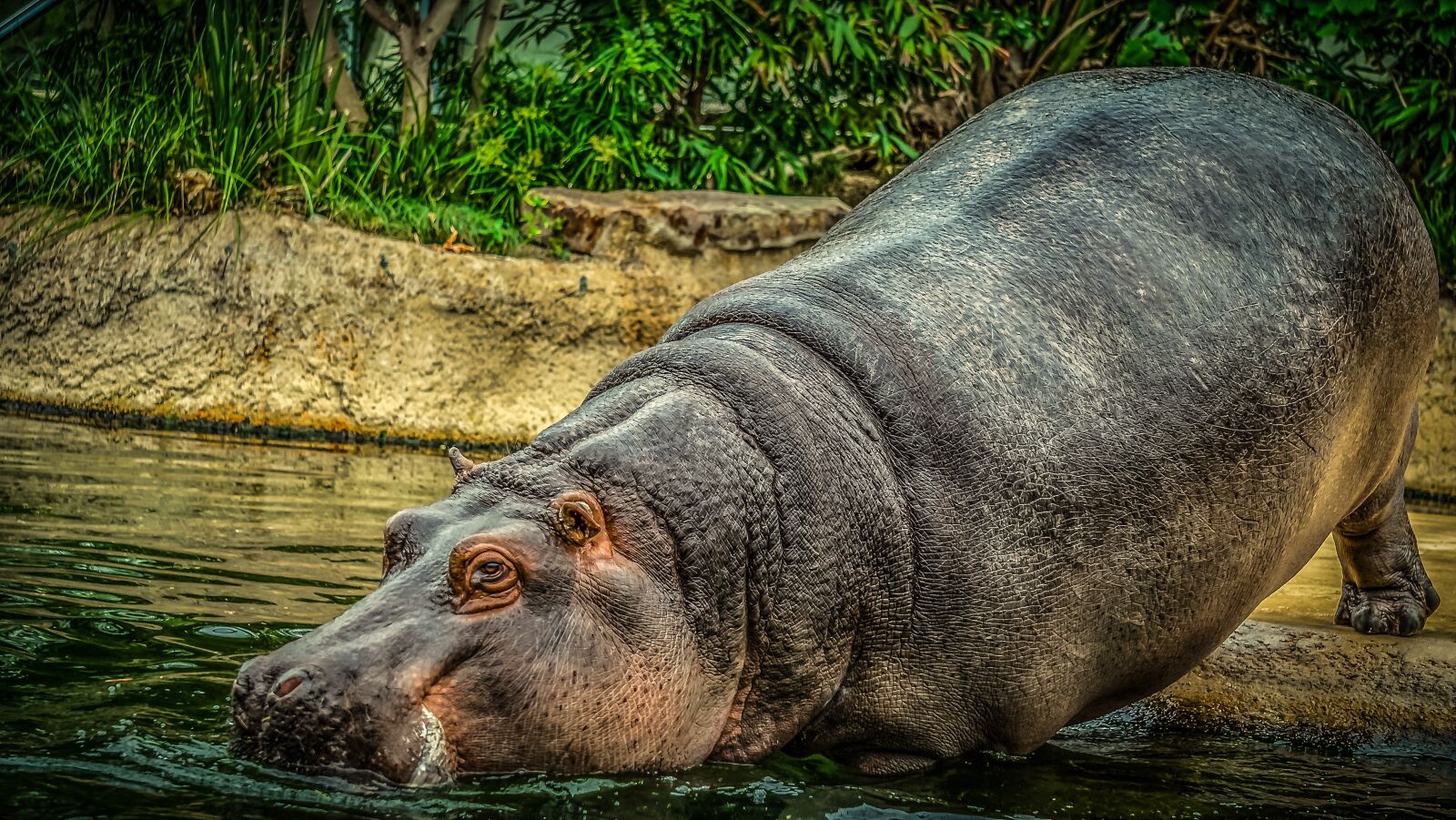 Sony E 55-210mm F4.5-6.3 OSS sample photo. Hippo, hippopotamus, water photography