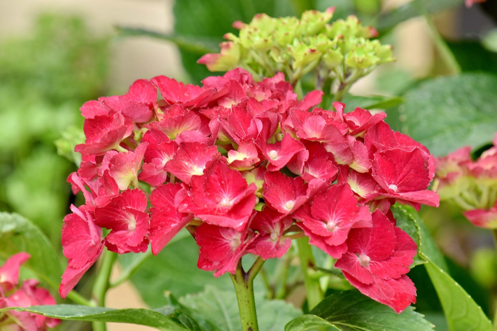 Nikon D5500 sample photo. Bright, hydrangea, reddish, nature photography