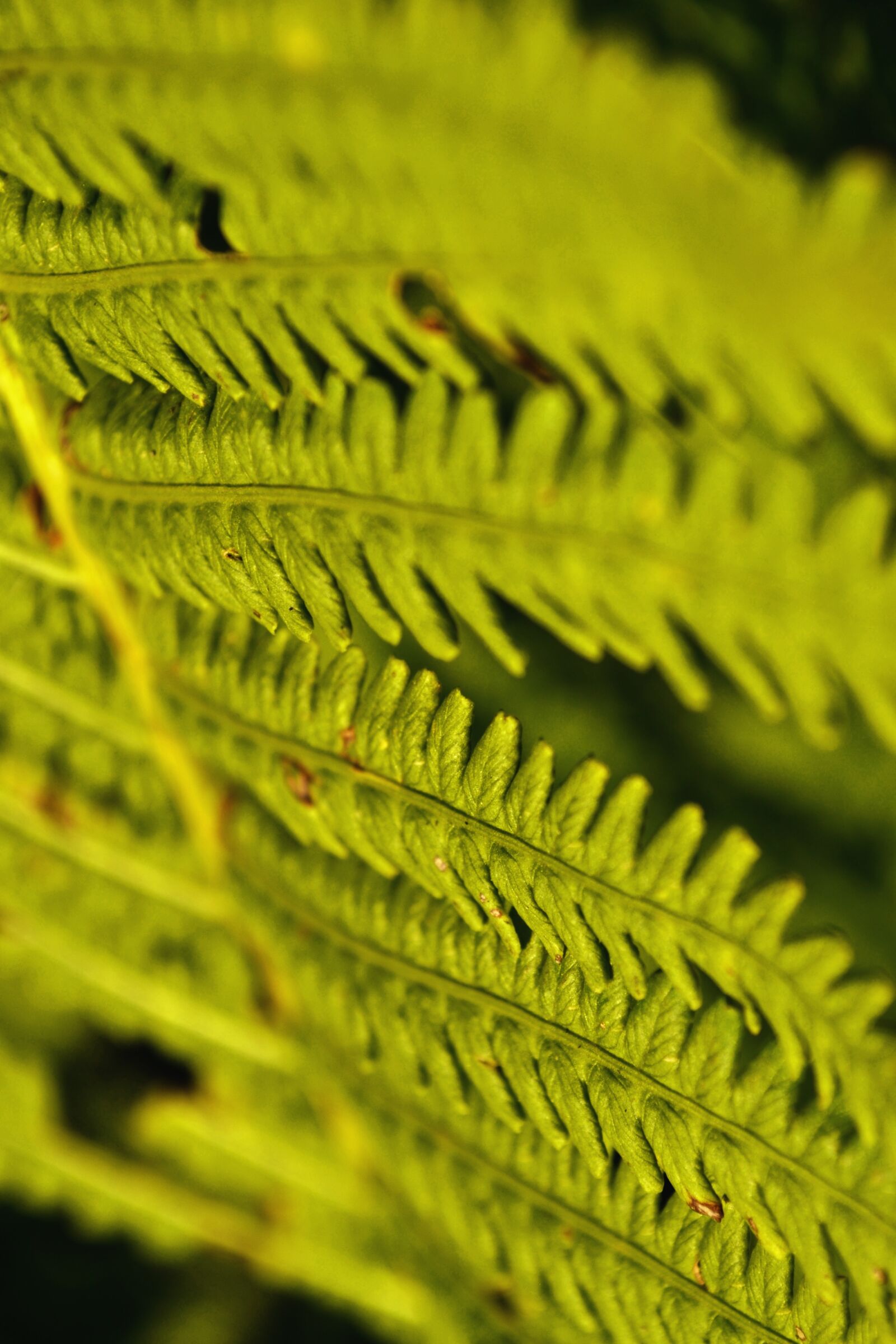 Nikon D3100 sample photo. Fern, green, plant photography