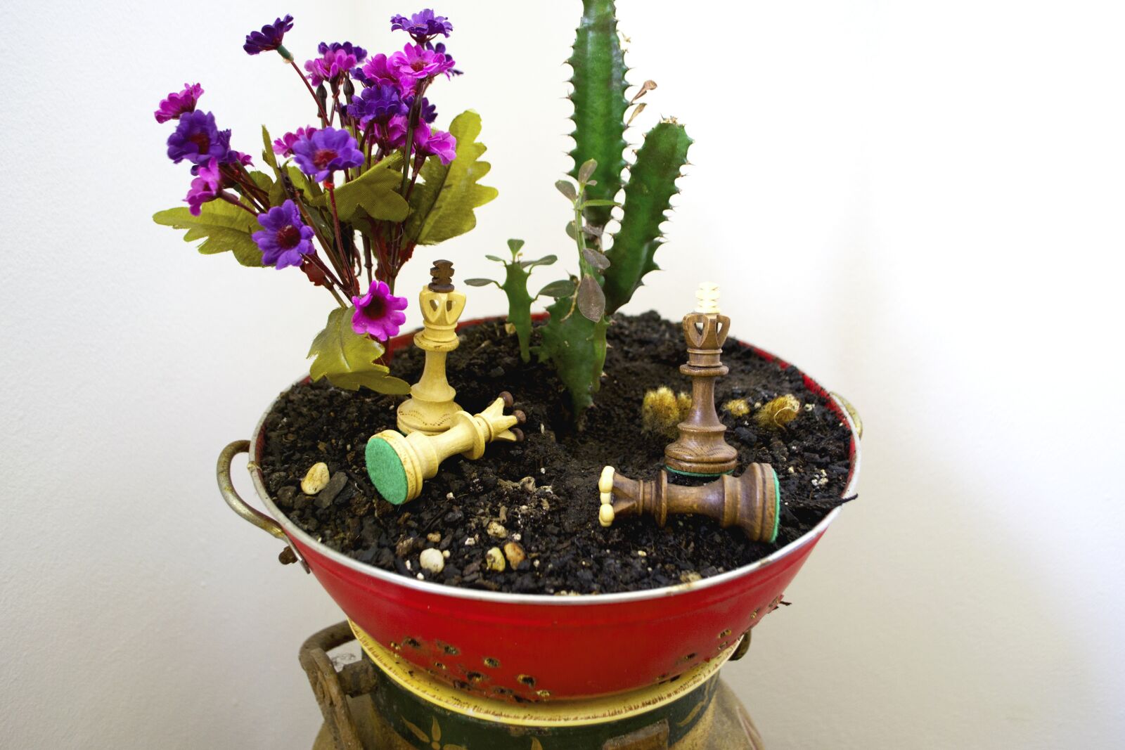Nikon D3100 sample photo. King, chess, cactus photography