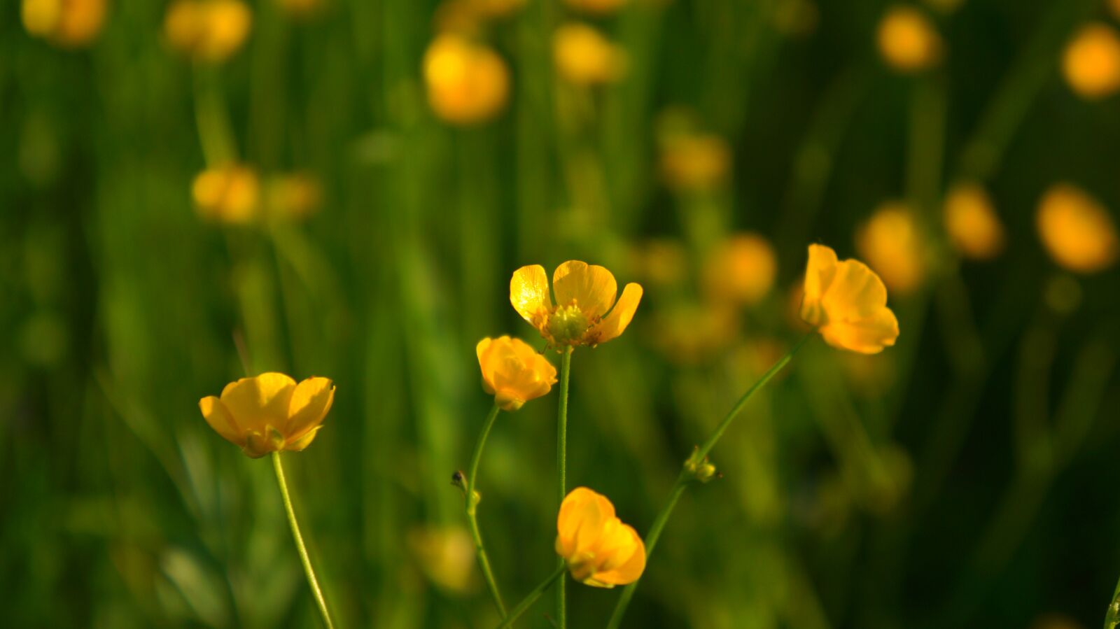 Sony Alpha a3000 + Sony E 18-55mm F3.5-5.6 OSS sample photo. Nature, plants, yellow photography