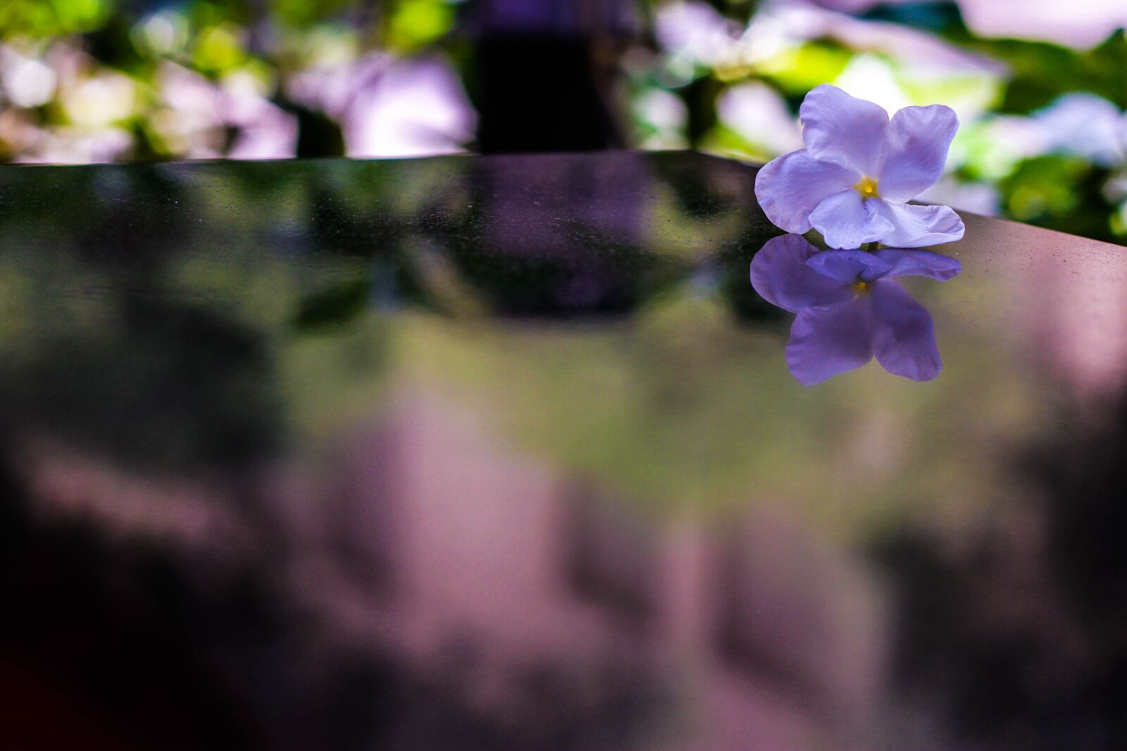 Canon EOS 7D + Canon EF 50mm F1.8 II sample photo. Flower, reflection, bloom photography