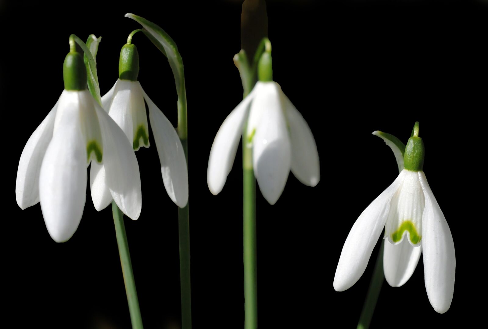 Nikon D300 sample photo. Perce-neige, galanthus nivalis, flower photography