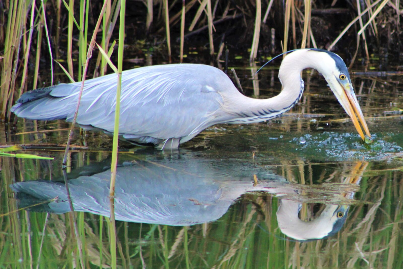 Canon EOS 2000D (EOS Rebel T7 / EOS Kiss X90 / EOS 1500D) sample photo. Heron, bird, nature photography