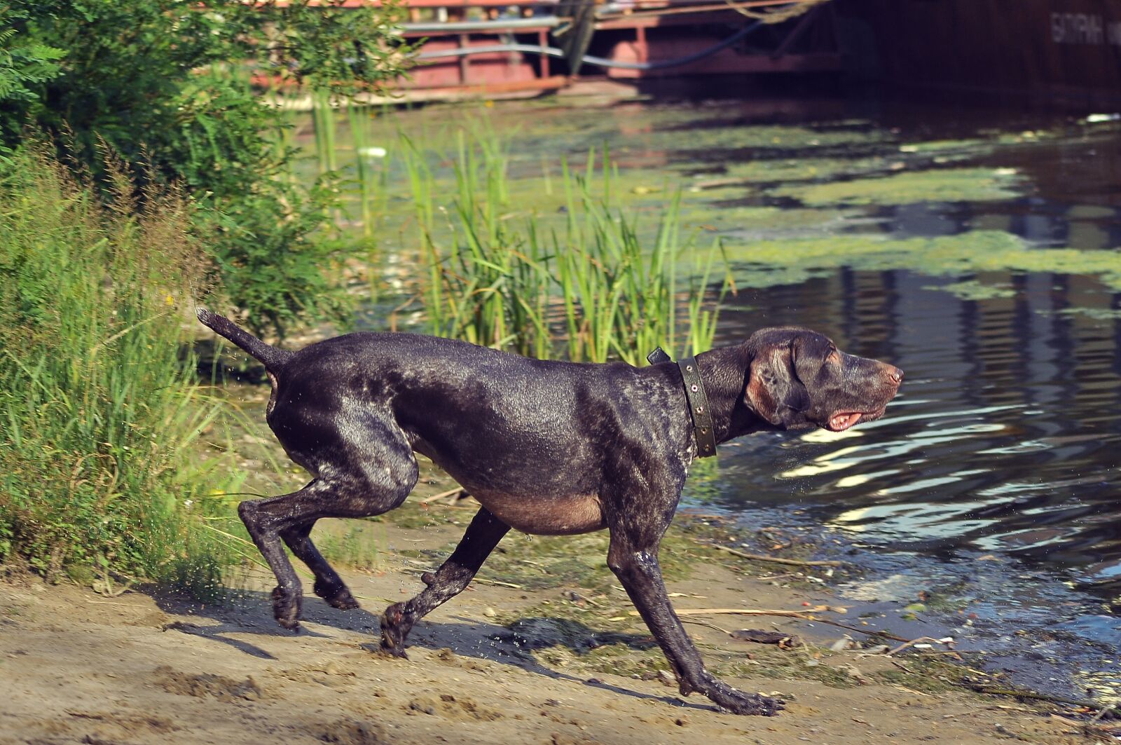 Nikon D90 sample photo. Hunting dog, shorthaired pointer photography
