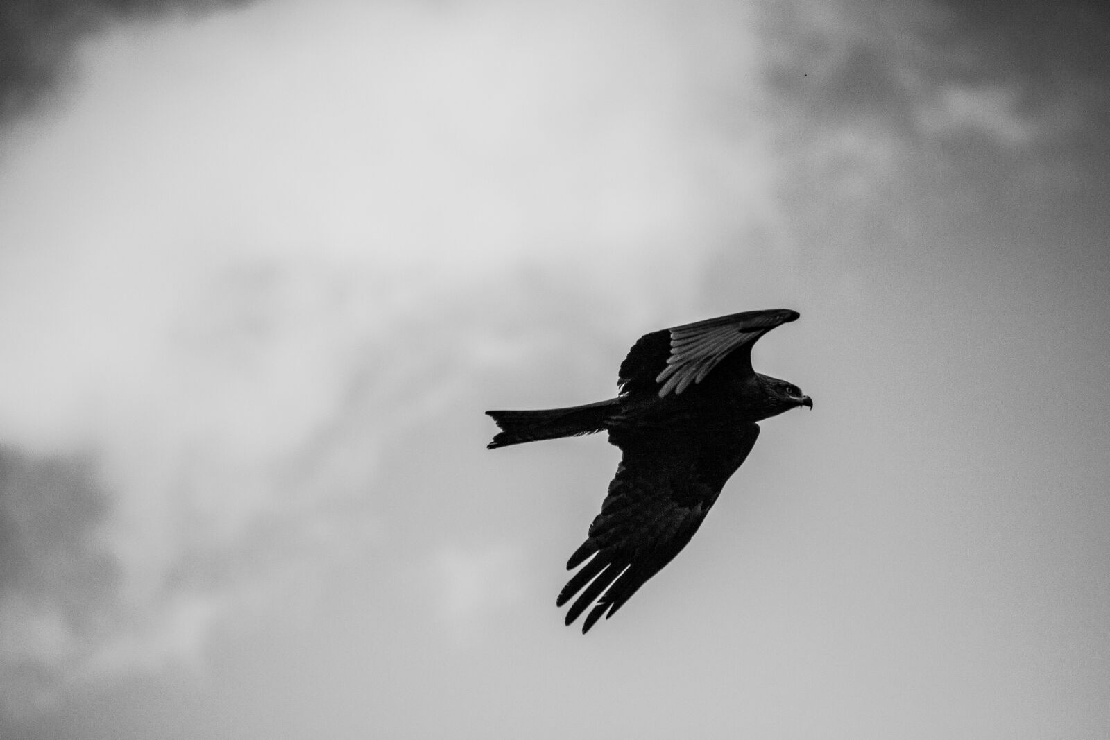 Canon EF-S 55-250mm F4-5.6 IS sample photo. Bird, black and white photography