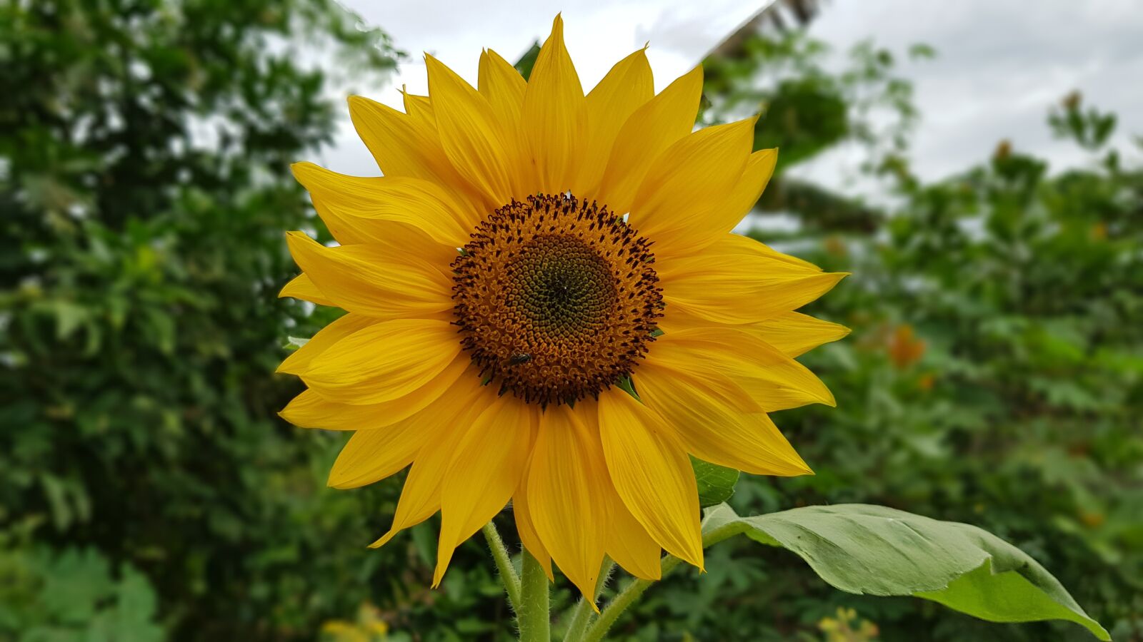 Samsung Galaxy S8+ sample photo. Nature, flower, sunflower photography