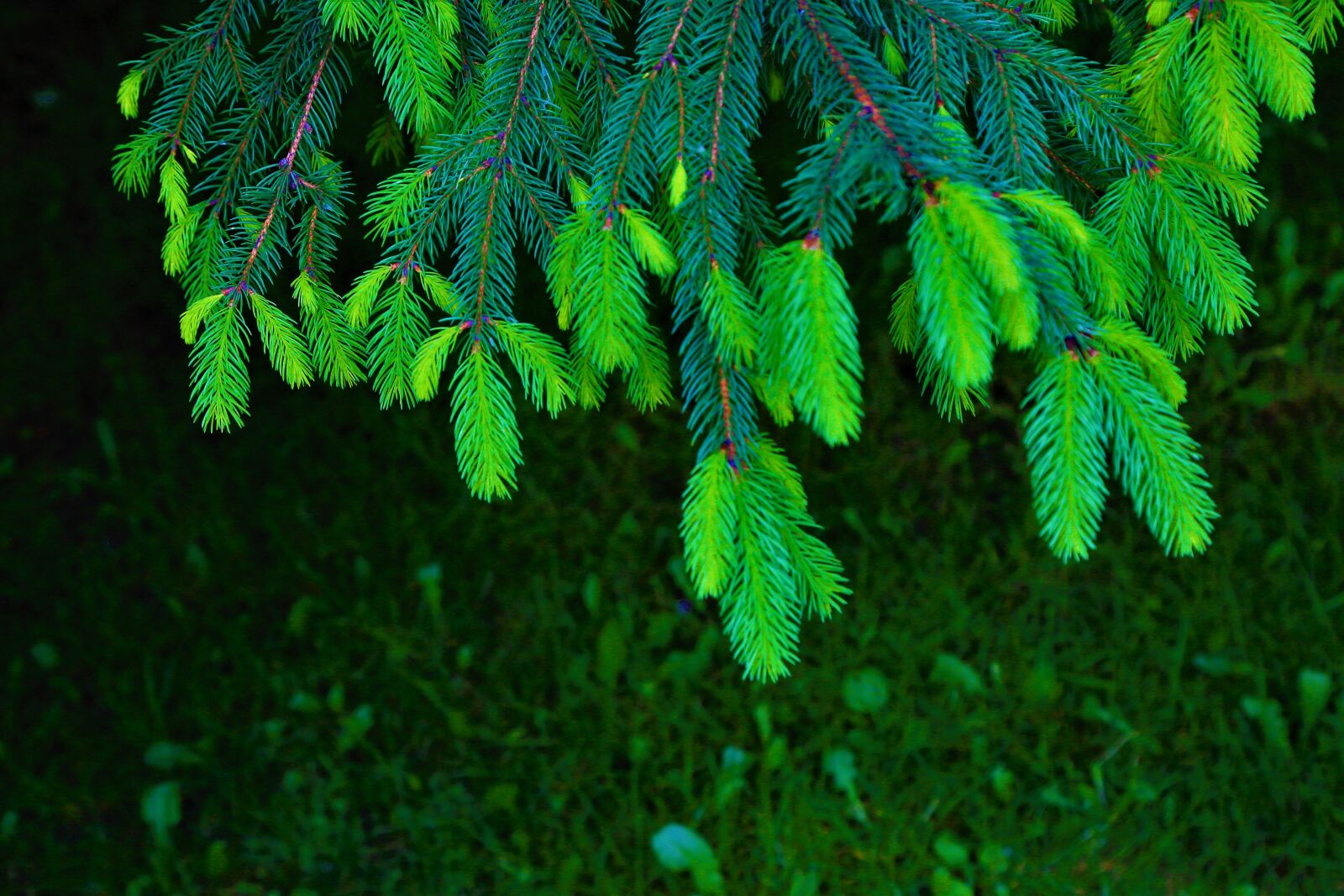 Canon EOS 5D Mark III sample photo. Tree, green, pine photography