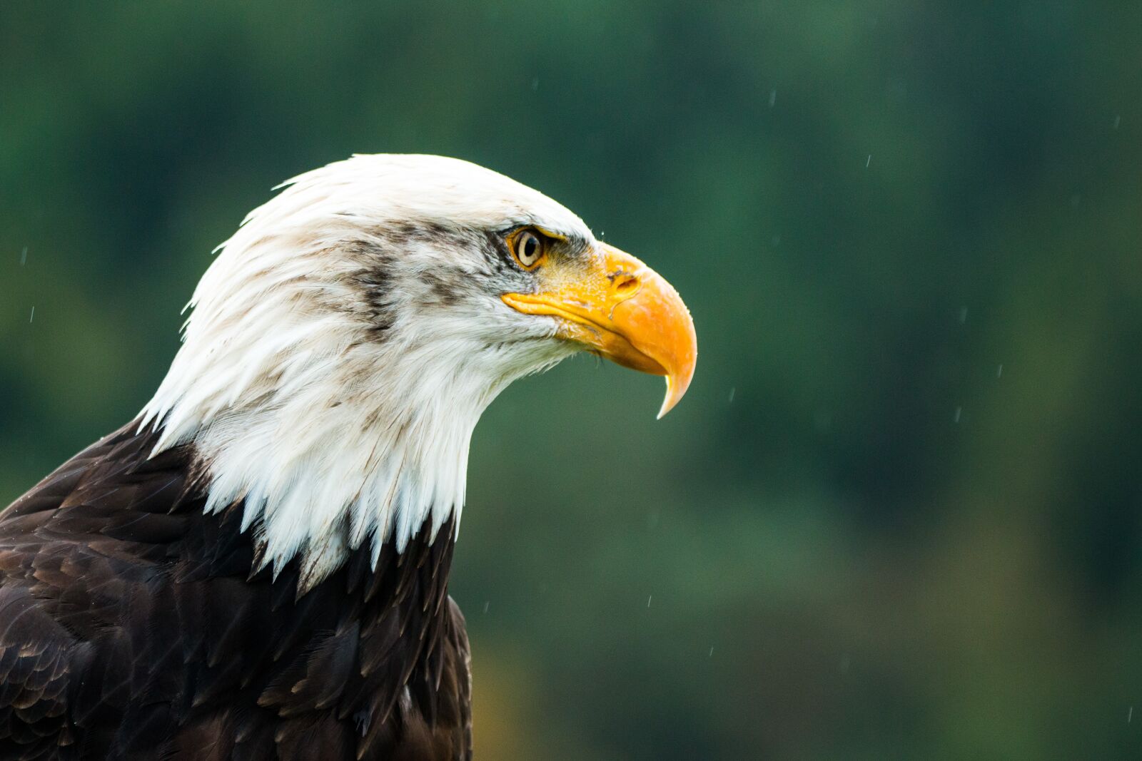 150-600mm F5-6.3 DG OS HSM | Contemporary 015 sample photo. Bald eagle, haliaeetus leucocephalus photography