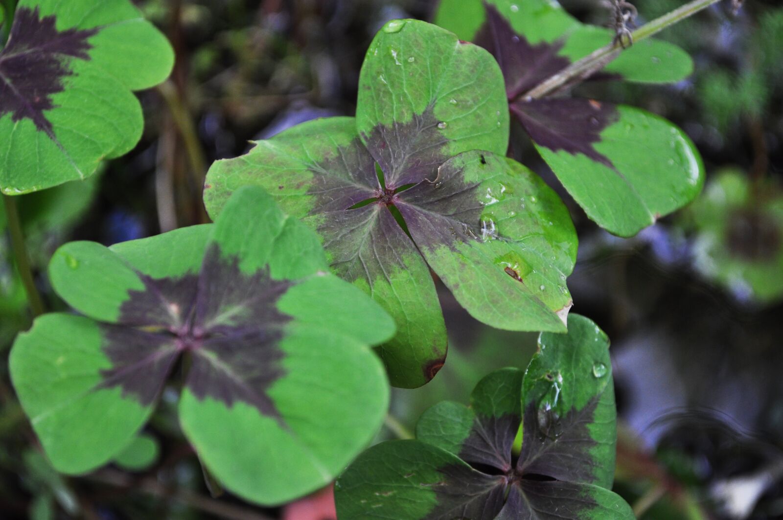 Nikon D5000 sample photo. Four, leaf, clover photography