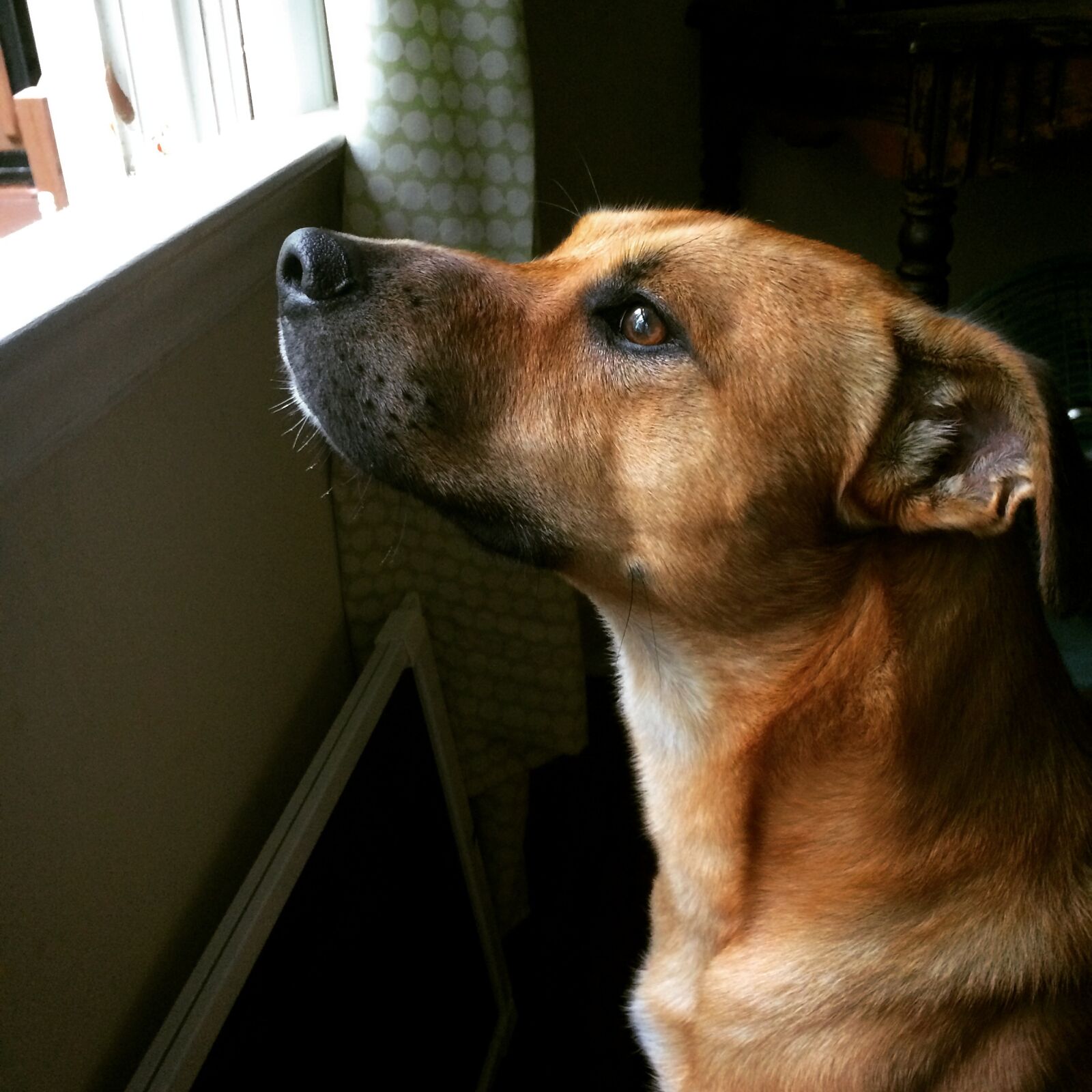 iPhone 5s back camera 4.12mm f/2.2 sample photo. Dog, mut, canine photography