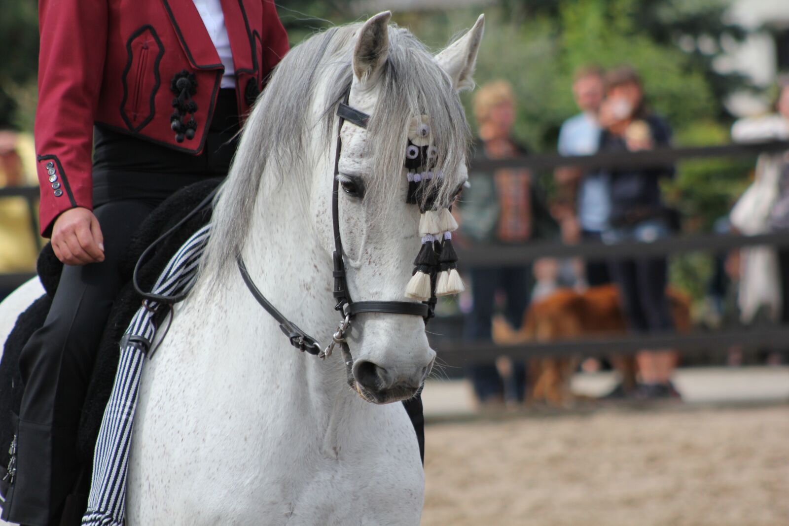 Canon EF75-300mm f/4-5.6 sample photo. Andalusians, horse, spain photography