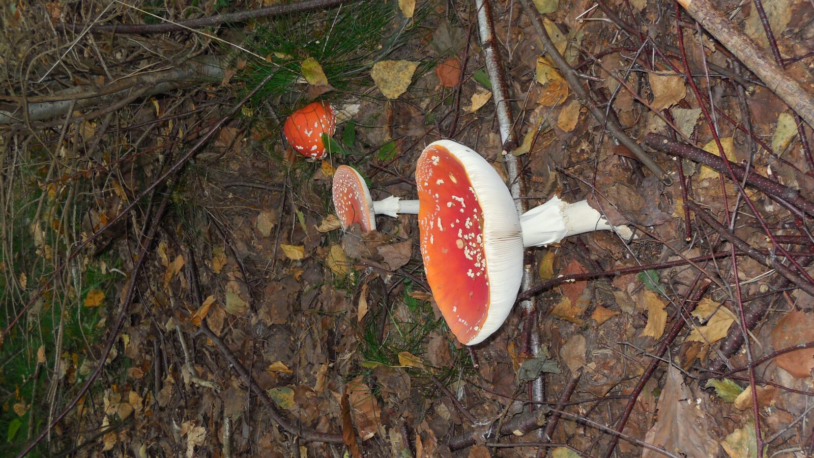 Nikon Coolpix S6400 sample photo. Mushrooms, fly agaric, forest photography