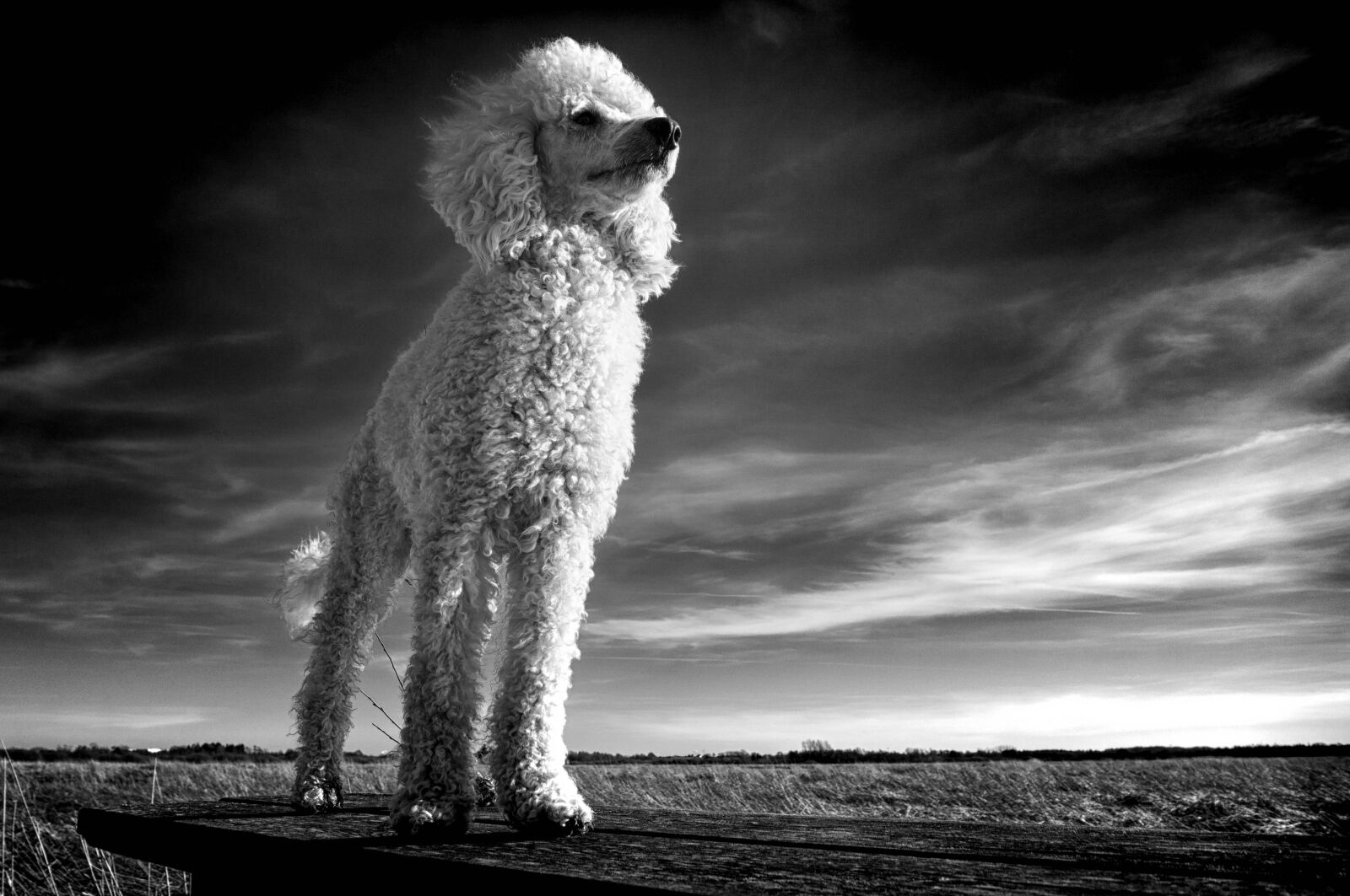 Sony a6000 sample photo. The poodle, white, dog photography