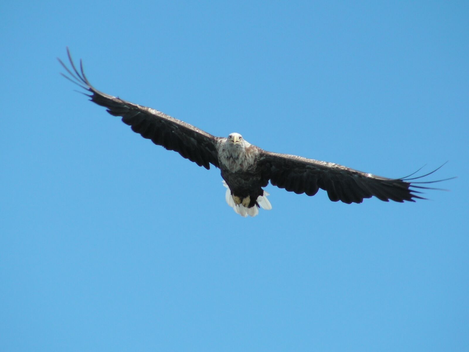 KONICA MINOLTA DiMAGE Z20 sample photo. Bird, raptor, pigargue photography