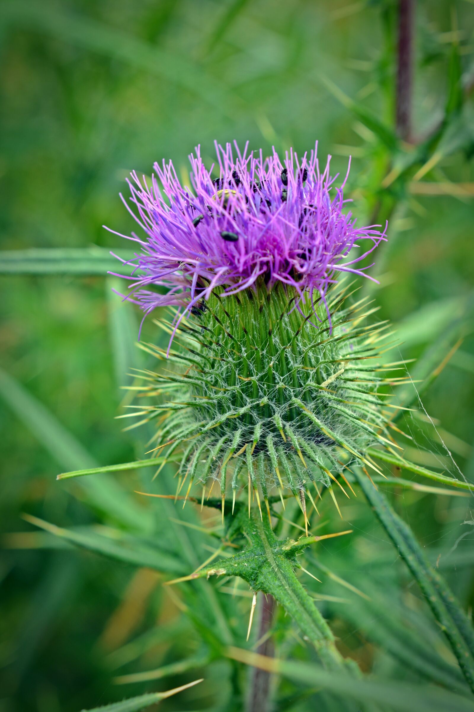 Nikon D5200 sample photo. Thistle, thistle flower, close photography