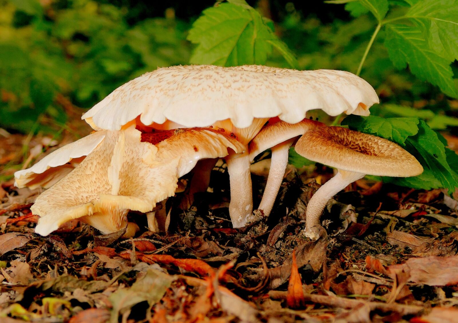 Panasonic Lumix DMC-FZ1000 sample photo. Mushrooms, mushroom picking, forest photography