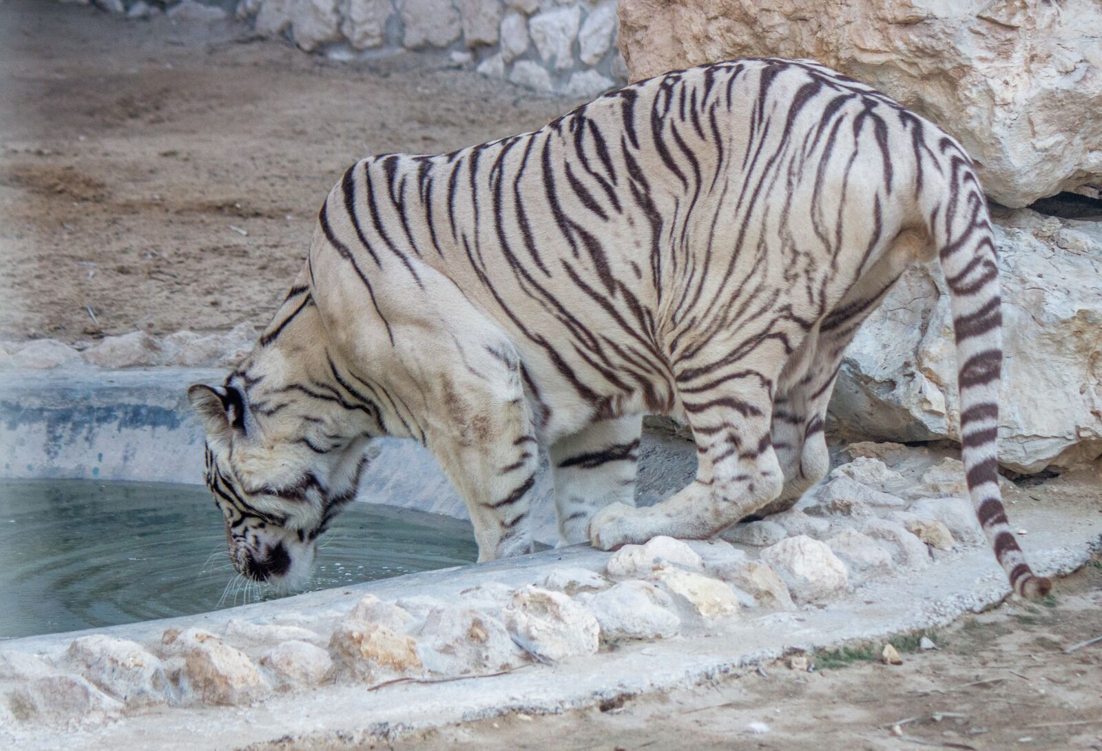 Canon EOS 600D (Rebel EOS T3i / EOS Kiss X5) sample photo. White tiger, tiger, bahrain photography