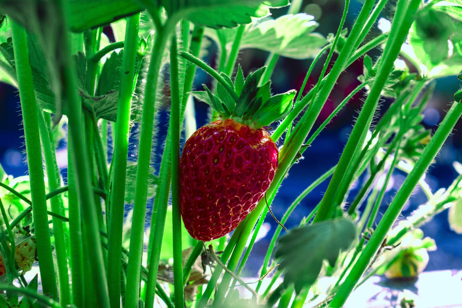 Nikon D3300 sample photo. Strawberry, red, green photography
