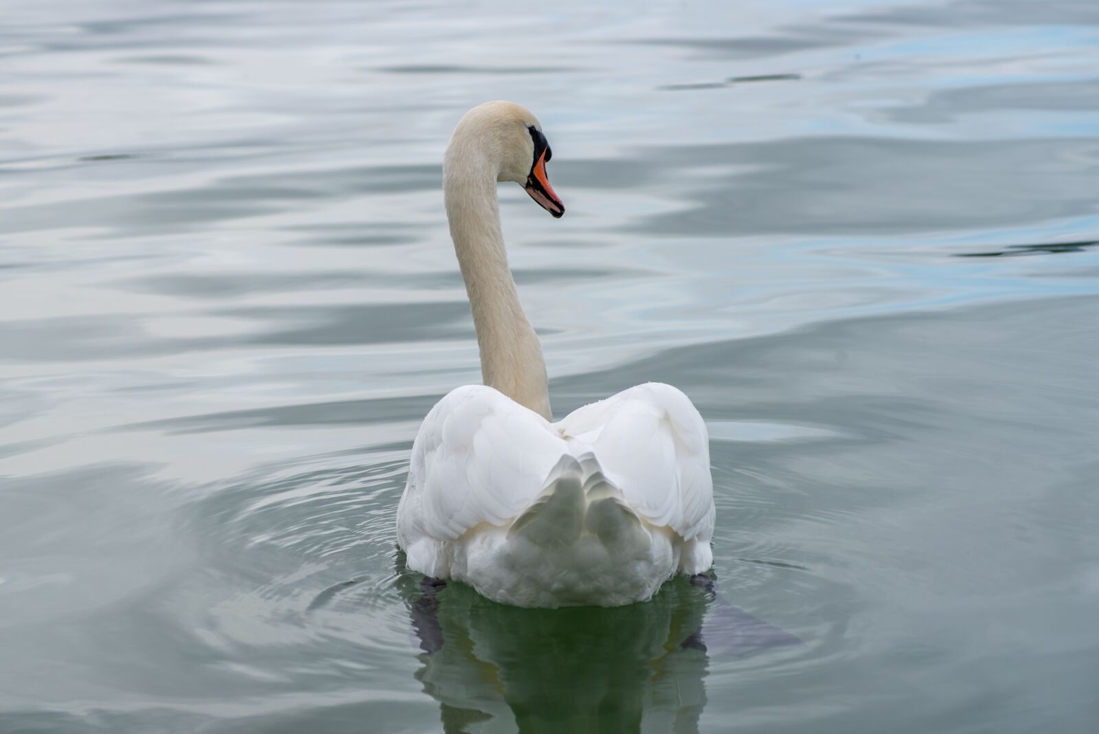 Nikon D750 sample photo. Swan, bird, water photography