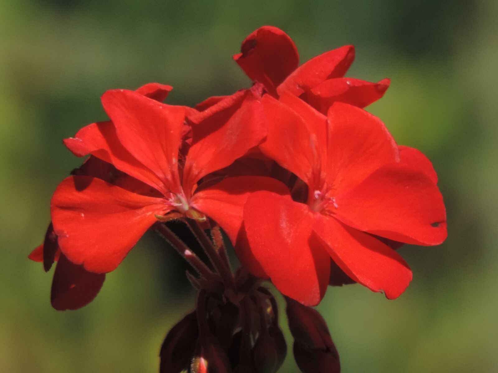 Nikon Coolpix P520 sample photo. Red geranium, blossom, color photography