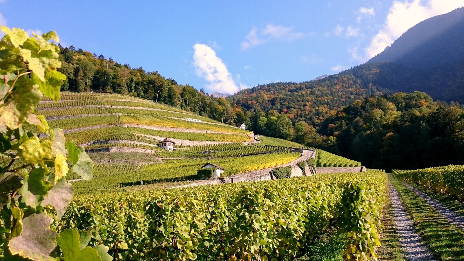 Sony Xperia Z3 sample photo. Vine, vineyard, grape photography