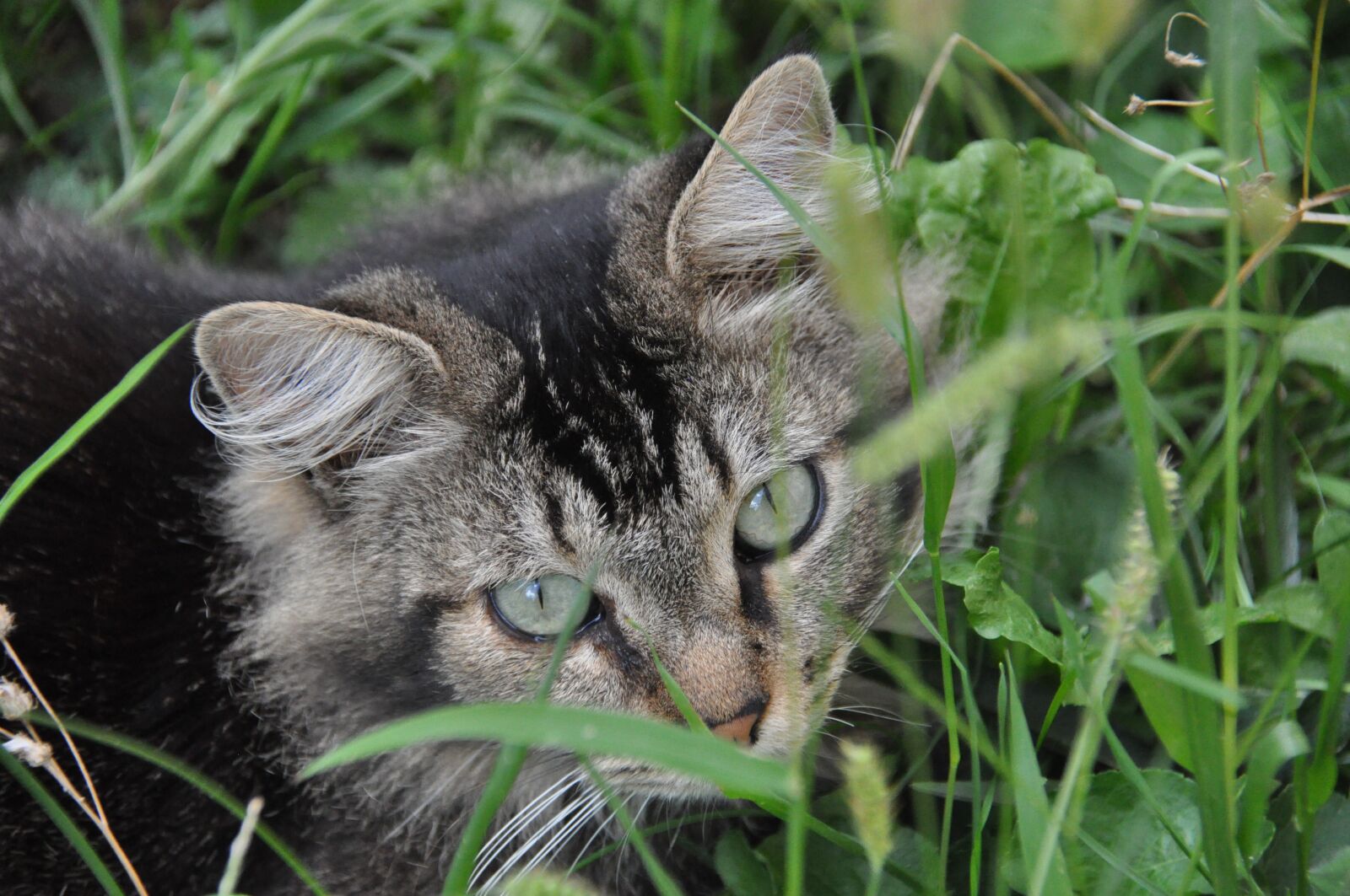 Nikon D90 sample photo. Cat, head, grass photography