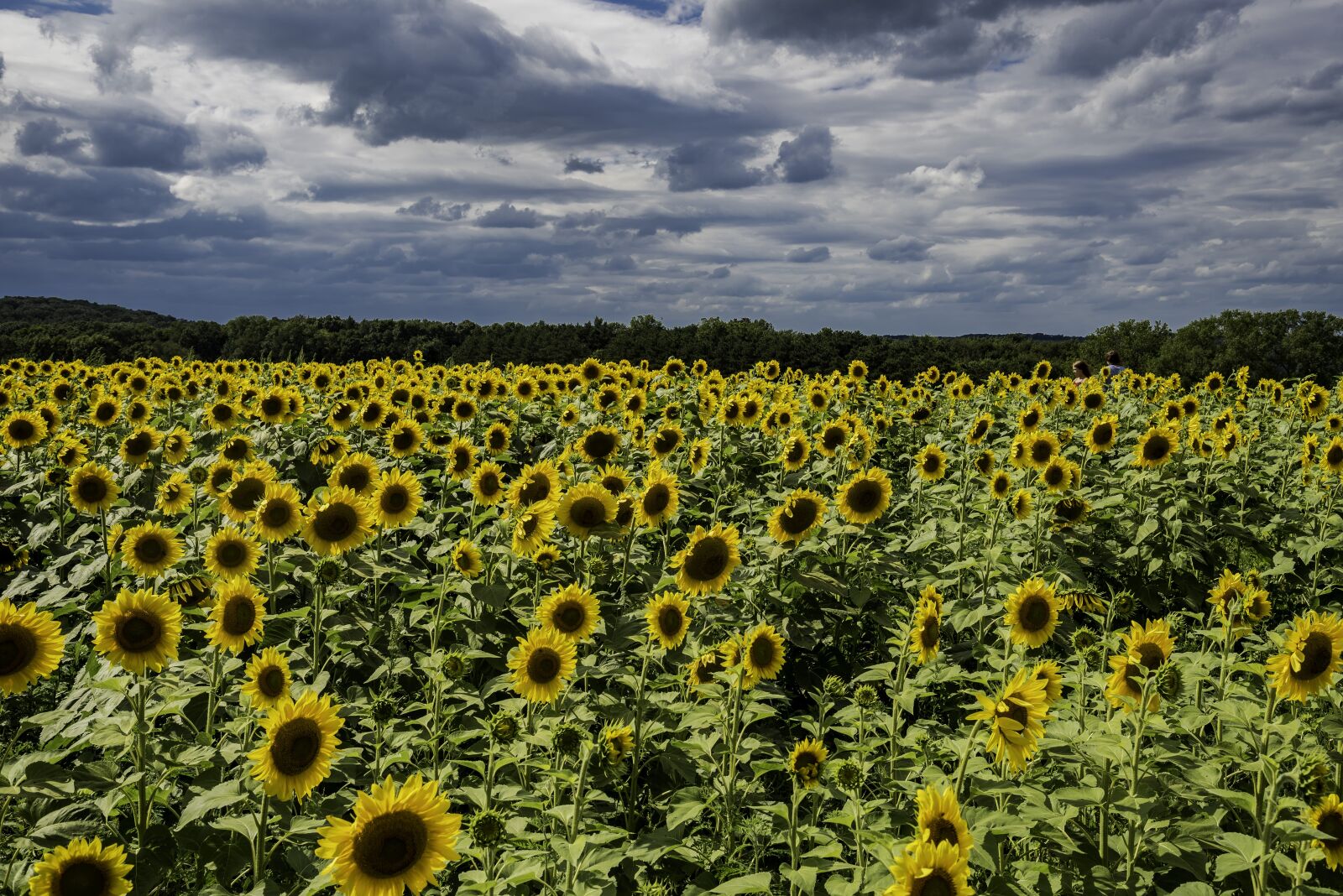 Nikon D750 sample photo. Sunflowers, farm, sky photography