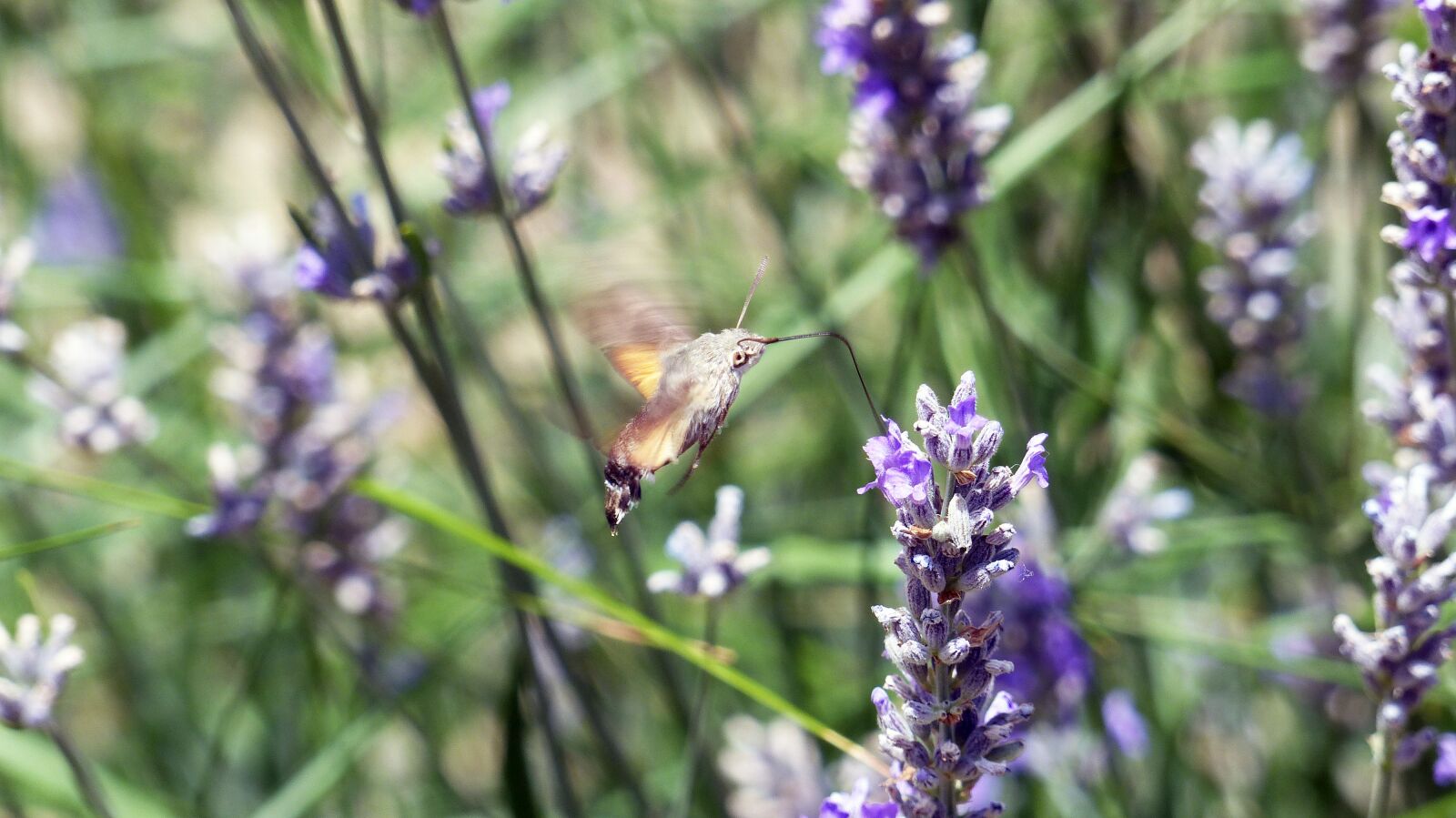 Panasonic Lumix DMC-FZ200 sample photo. Hummingbird, nature, flora photography