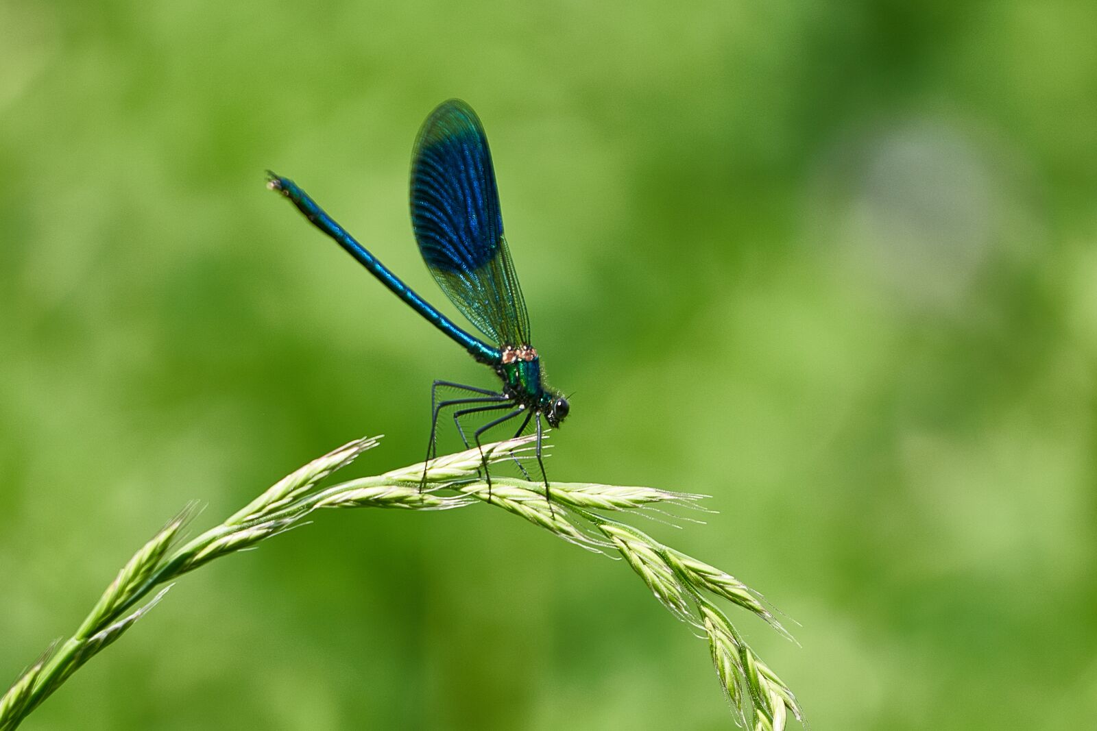 Sony a7R III sample photo. Dragonfly, stohhalm, insect photography