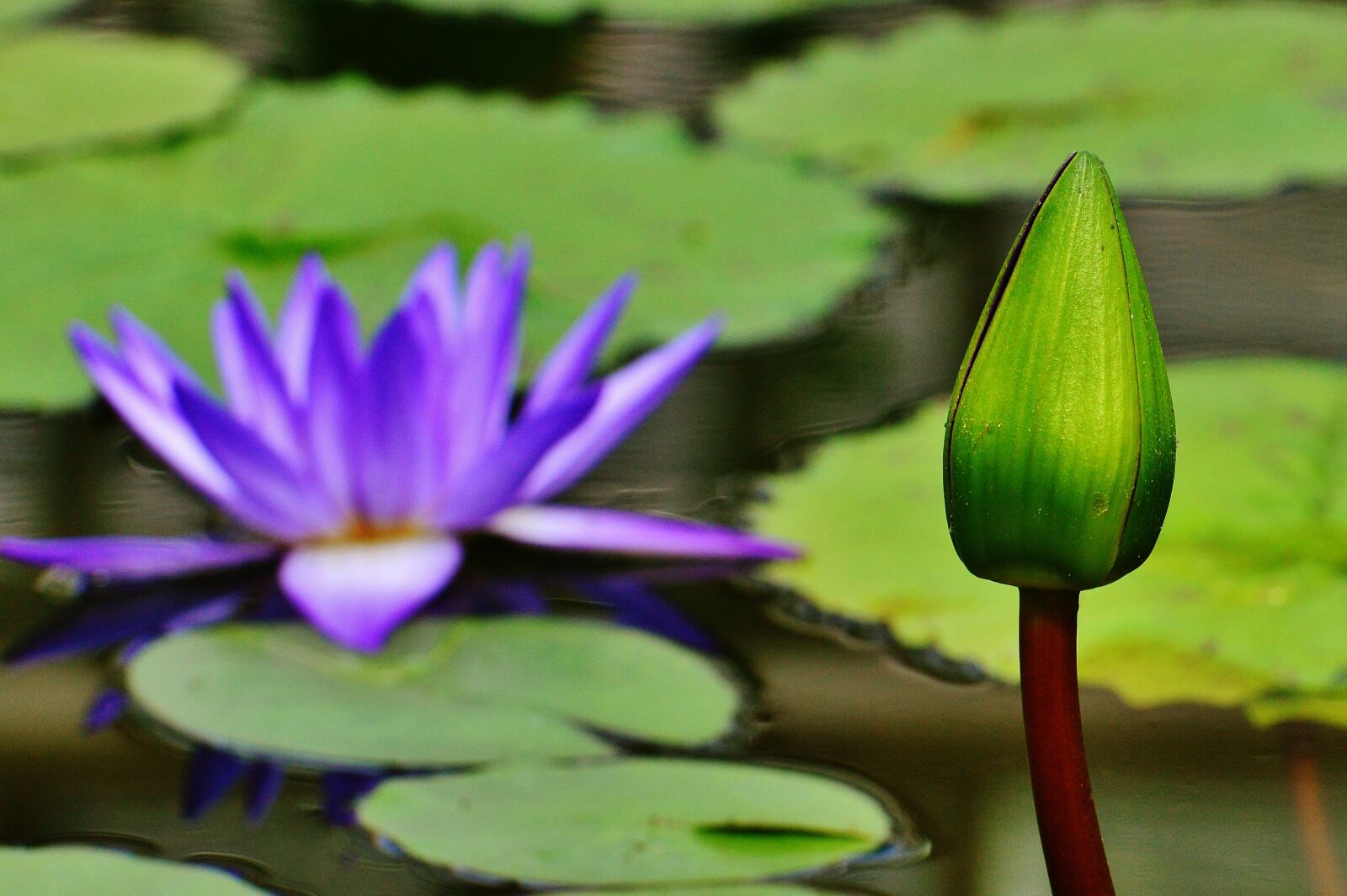 Nikon D3200 sample photo. Water lily, water, bud photography